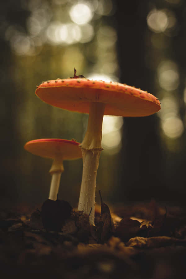 Enchanted_ Forest_ Mushrooms Wallpaper