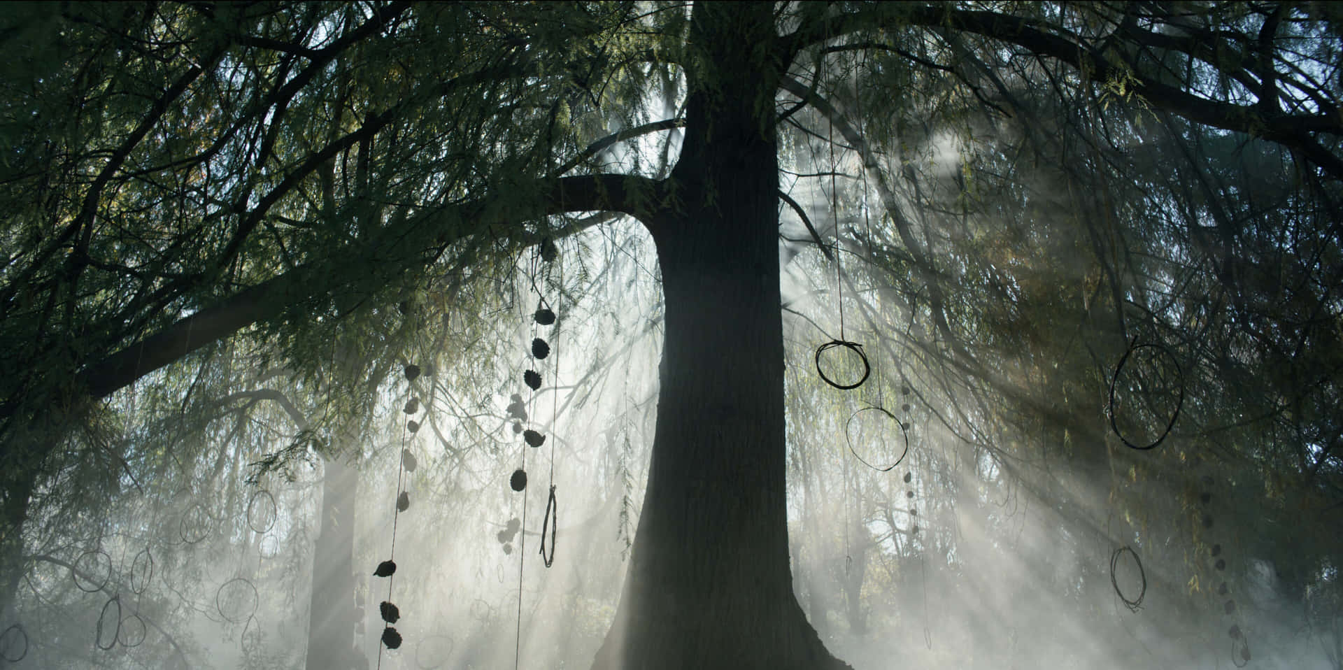 Enchanted_ Forest_ Mystical_ Morning.jpg Wallpaper