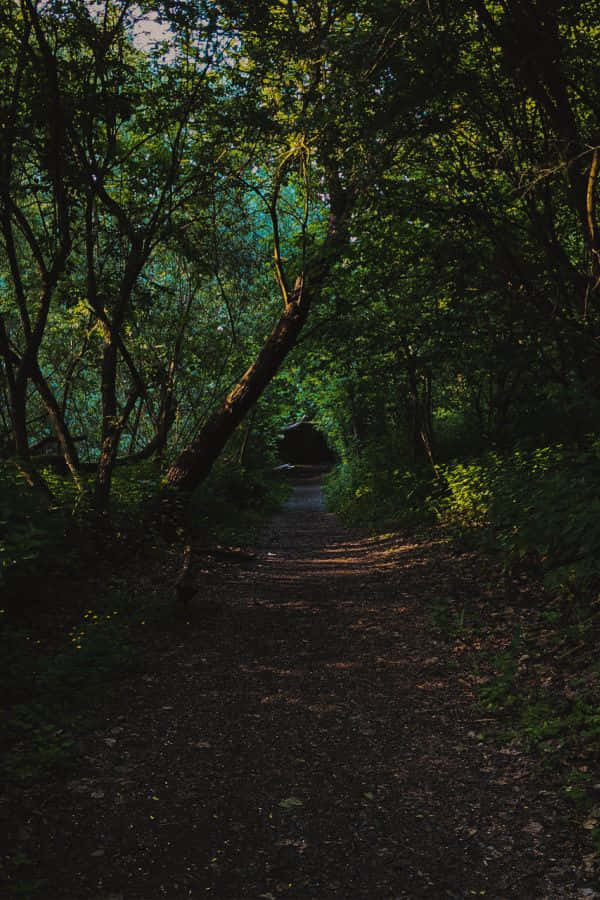 Enchanted Forest Path Goblincore Aesthetic.jpg Wallpaper