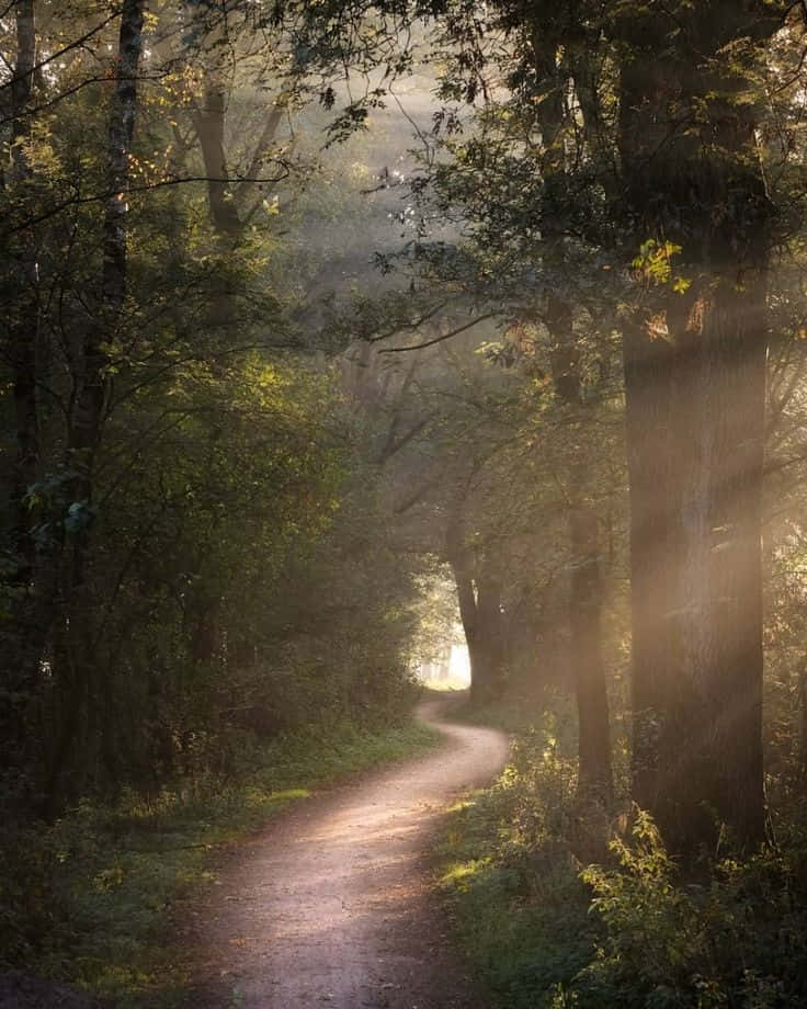 Enchanted Forest Path Goblincore Aesthetic.jpg Wallpaper