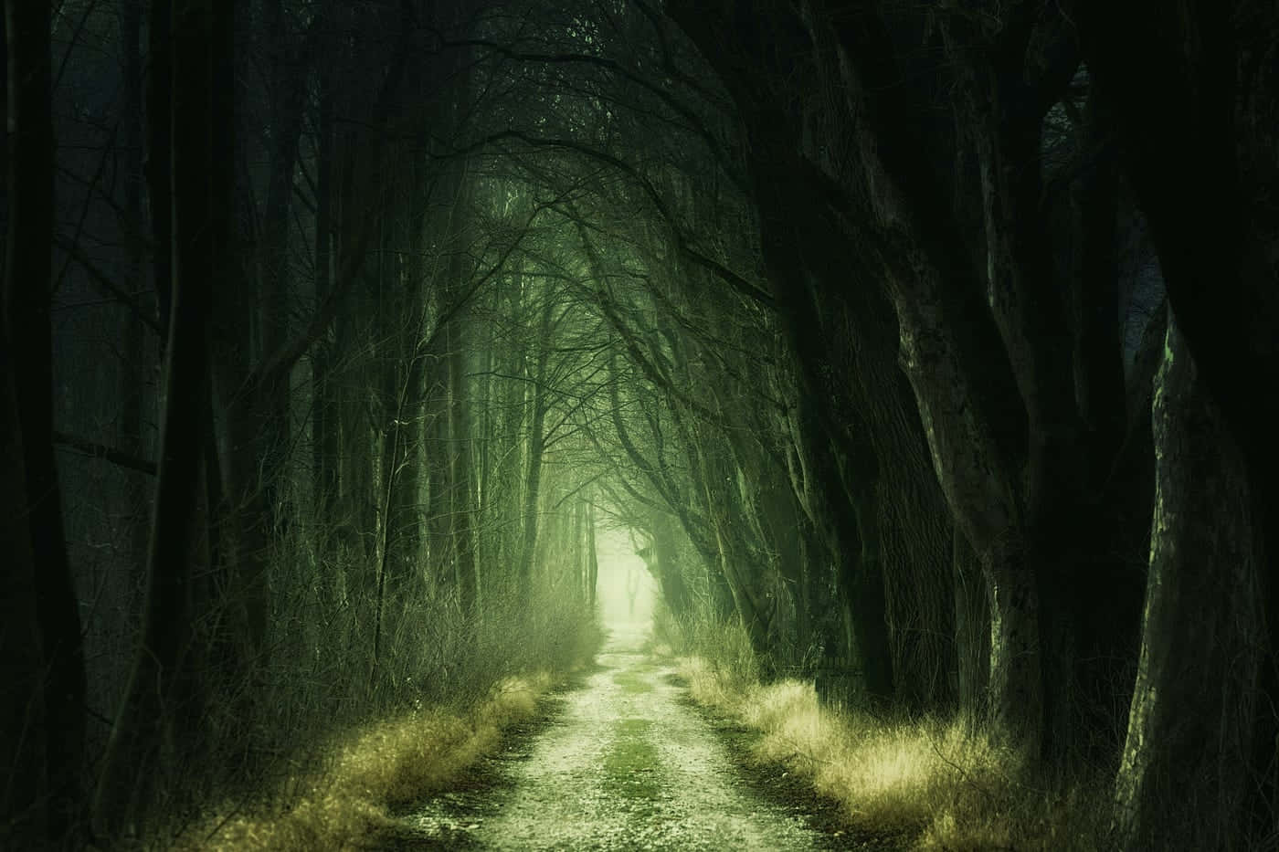 Enchanted Forest Path Green Witch Aesthetic.jpg Wallpaper