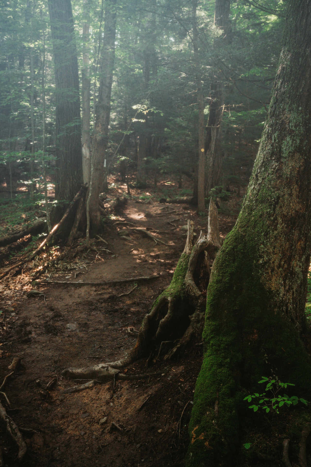 Enchanted Forest Path.jpg Wallpaper