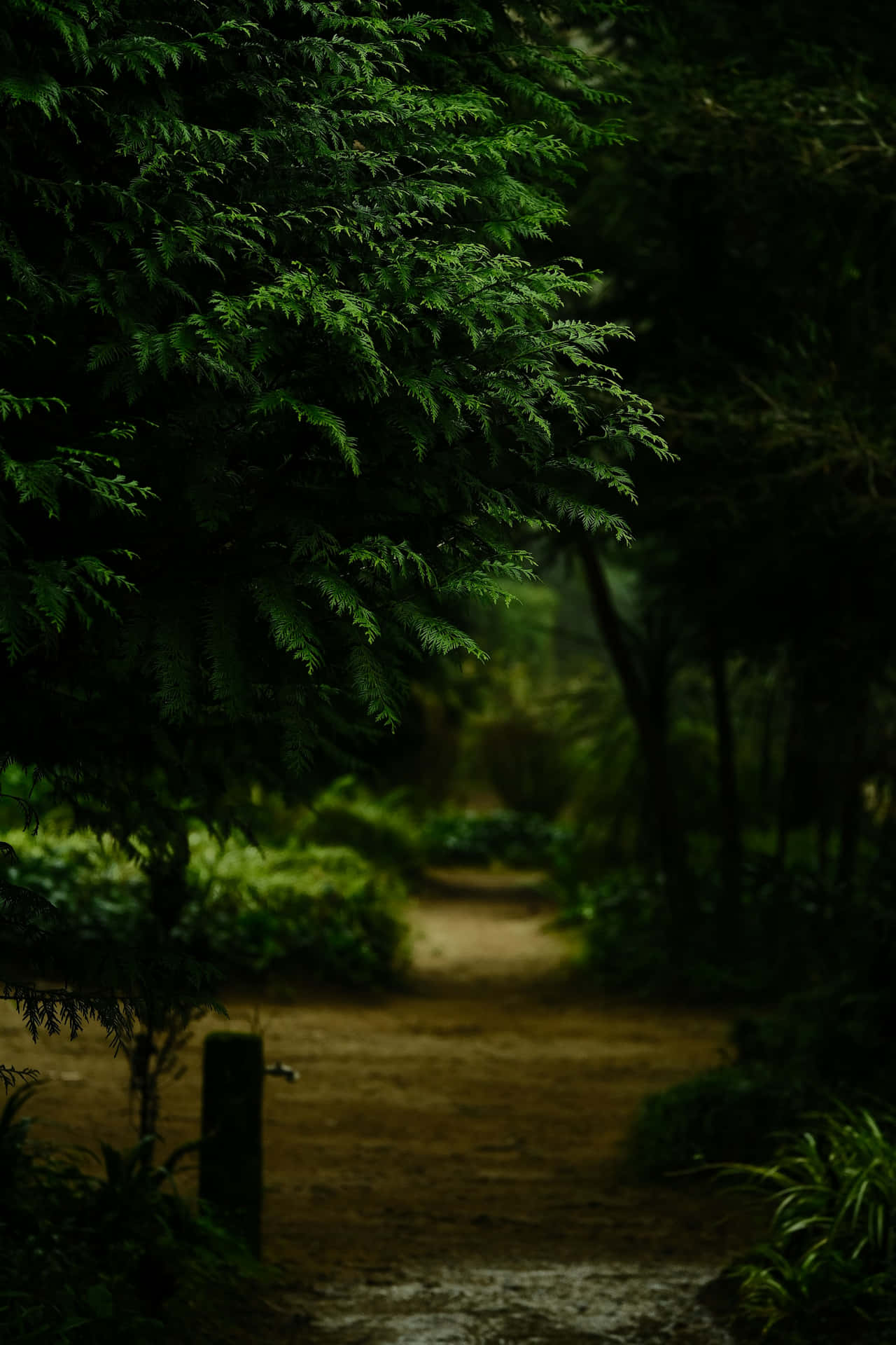 Sentier Enchanté Dans La Forêt Fond d'écran