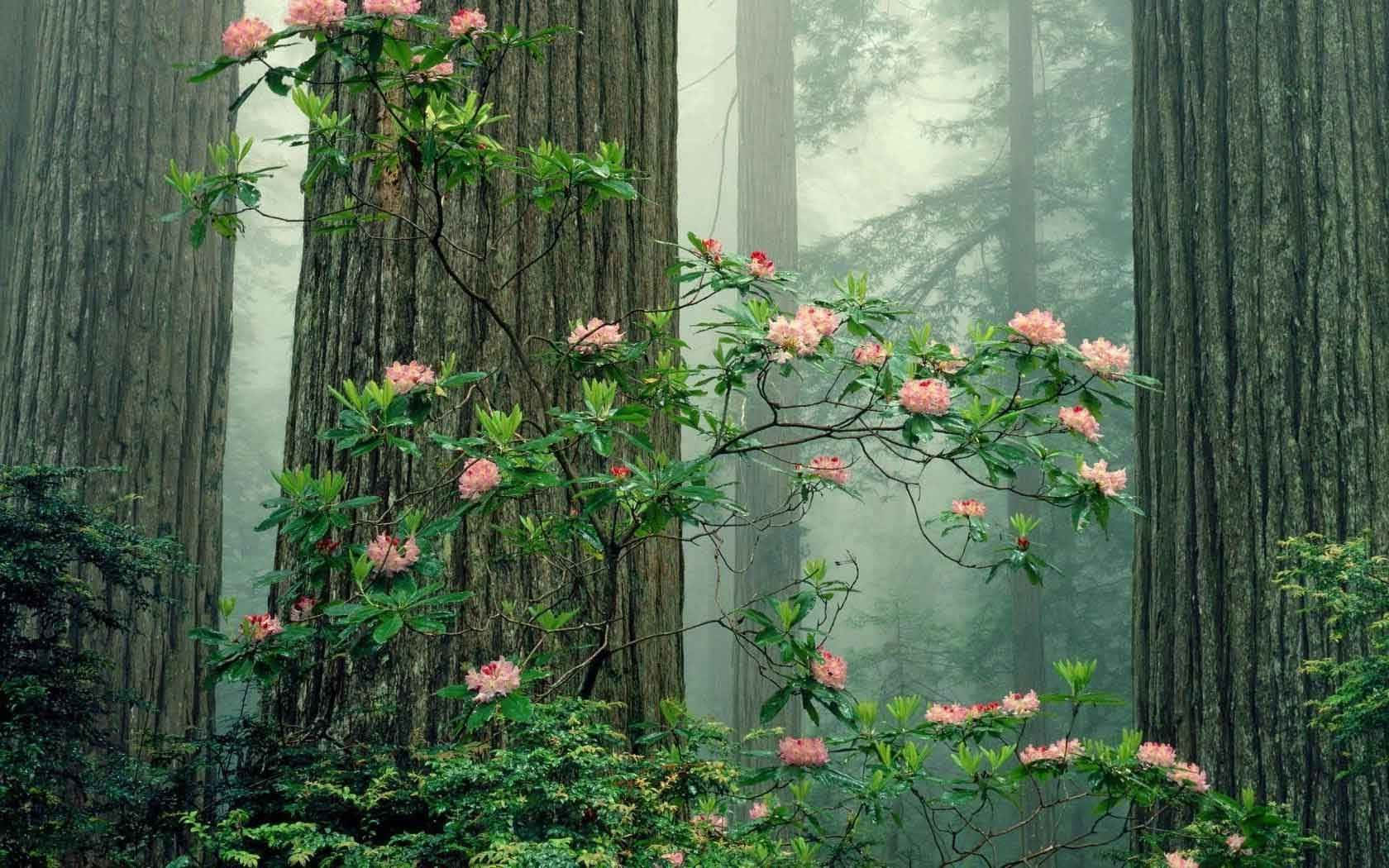 Enchanted Forest Rhododendrons Wallpaper