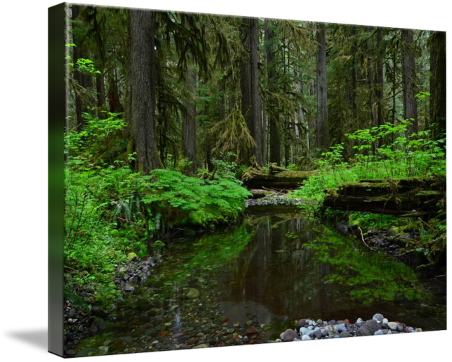 Enchanted Forest Stream PNG