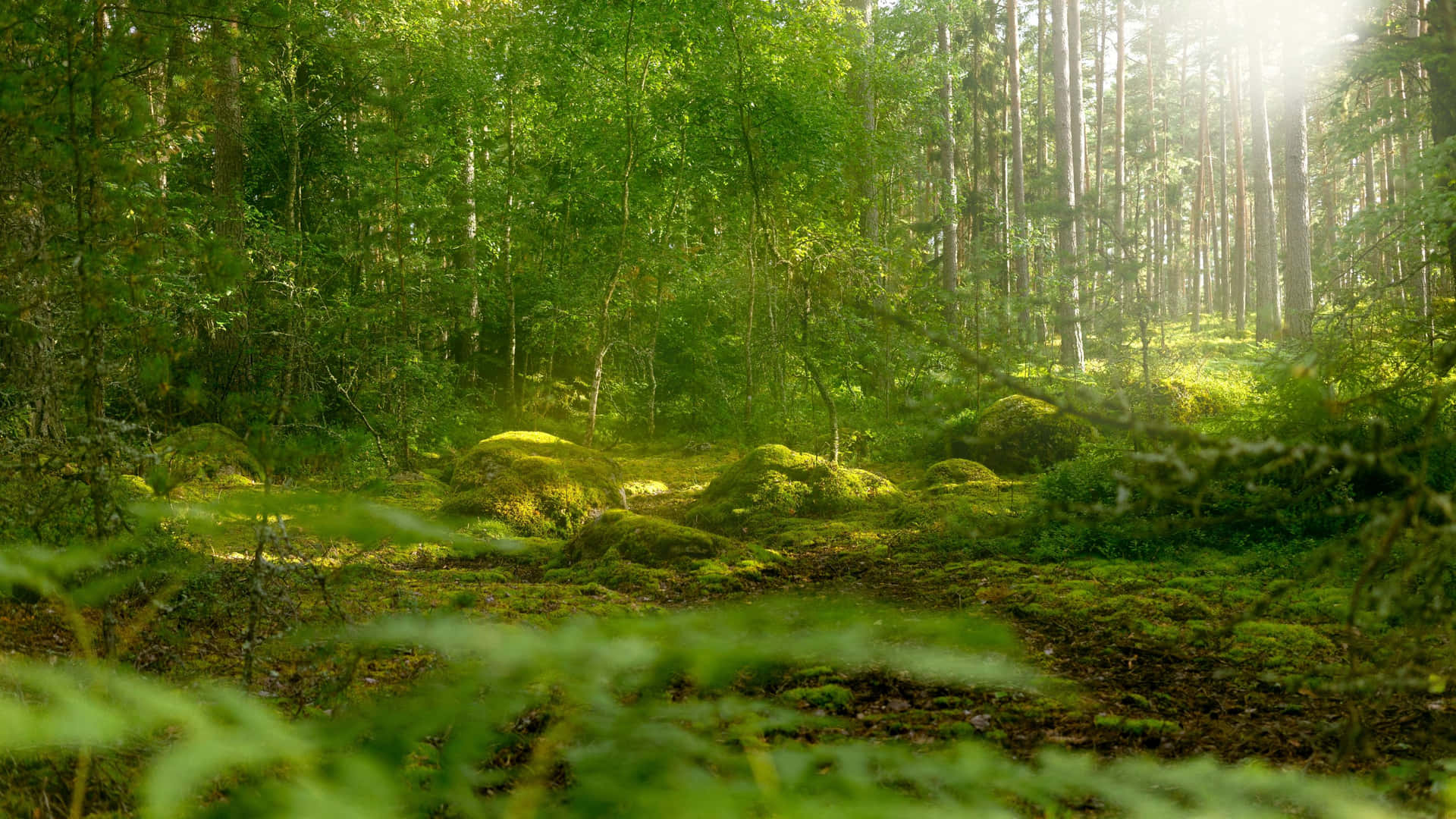 Betoverd_ Bos_ Zonnestraal_ Glans Achtergrond