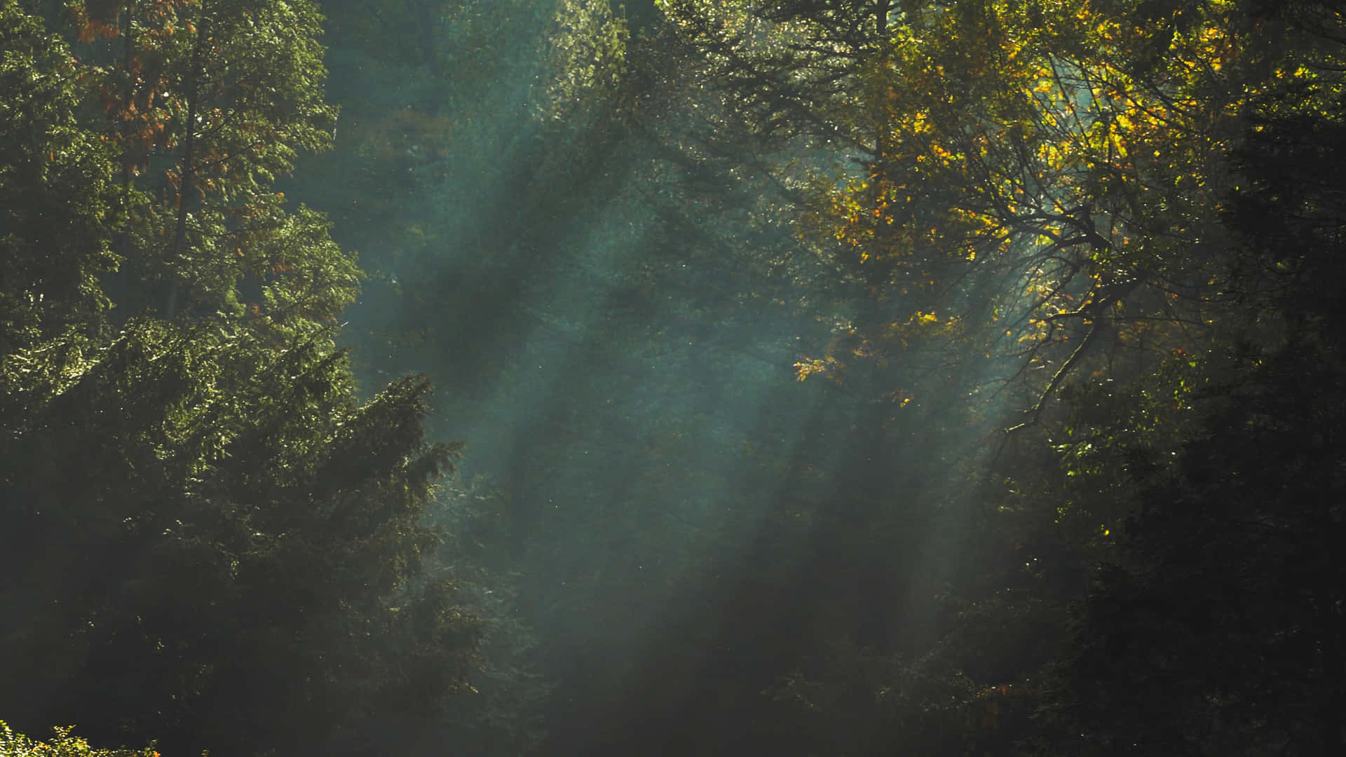 Enchanted Forest Sunbeams.jpg Wallpaper