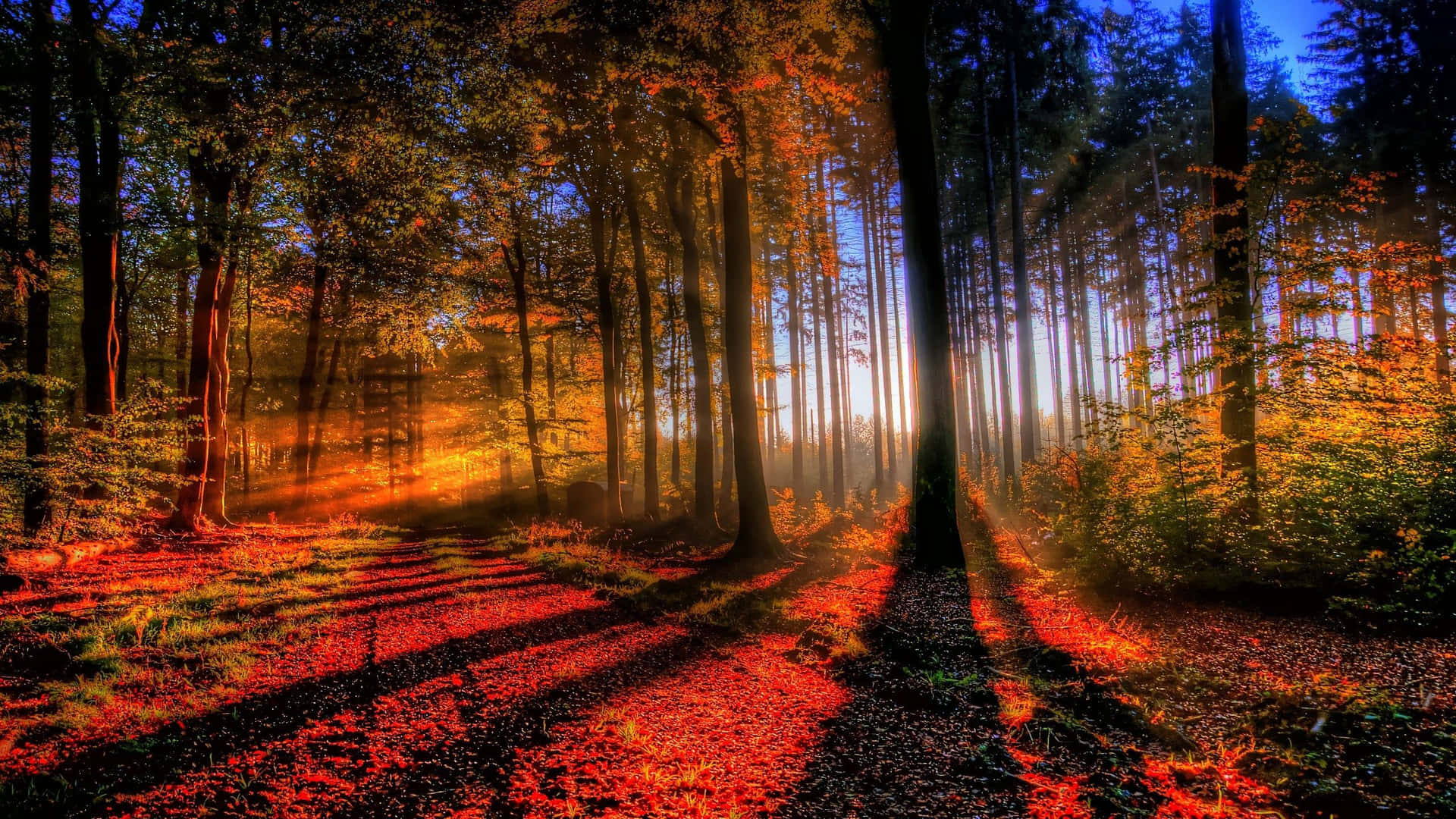 Enchanted Forest Sunrise Wallpaper