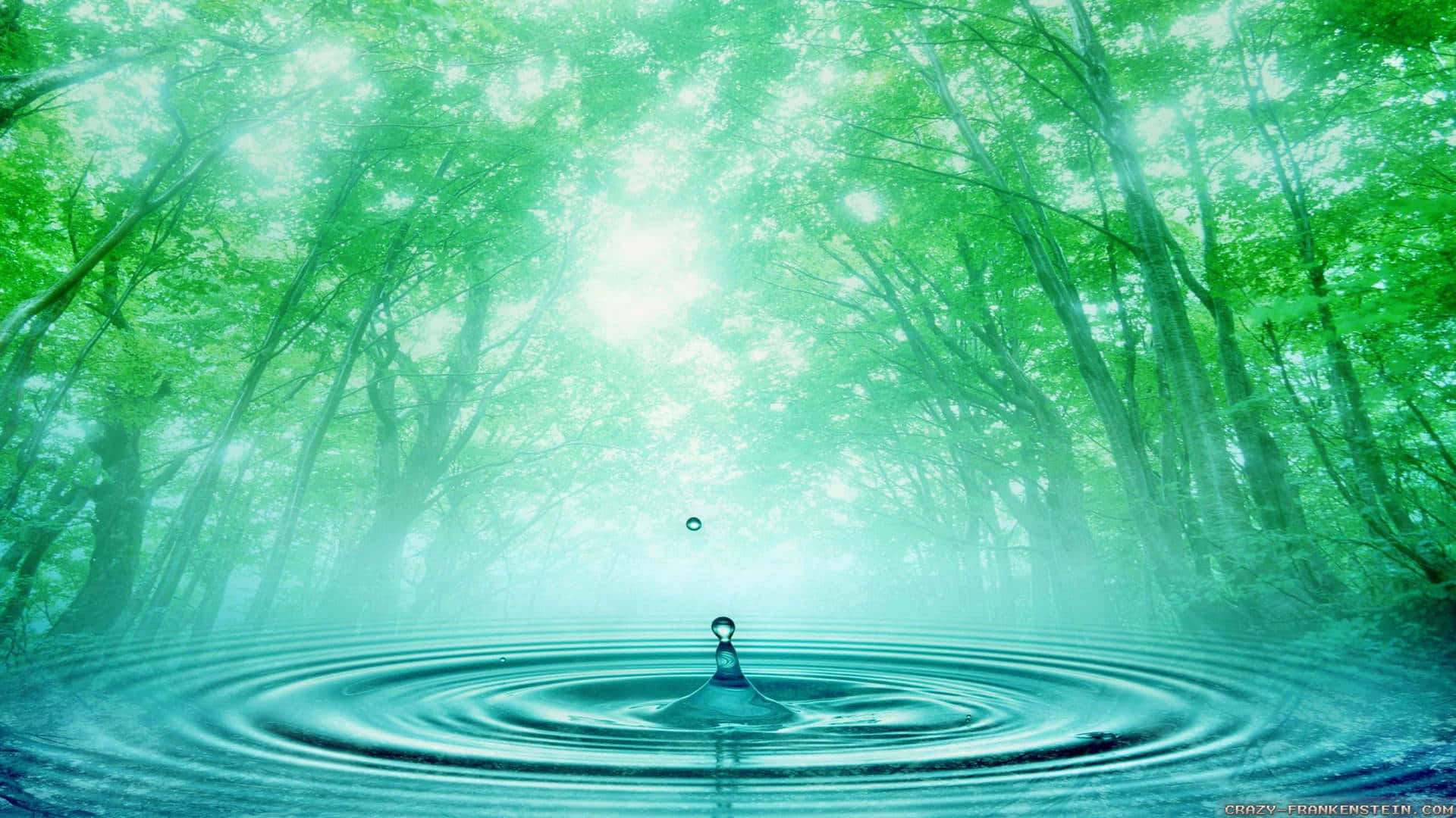 Enchanted Forest Water Drop Wallpaper