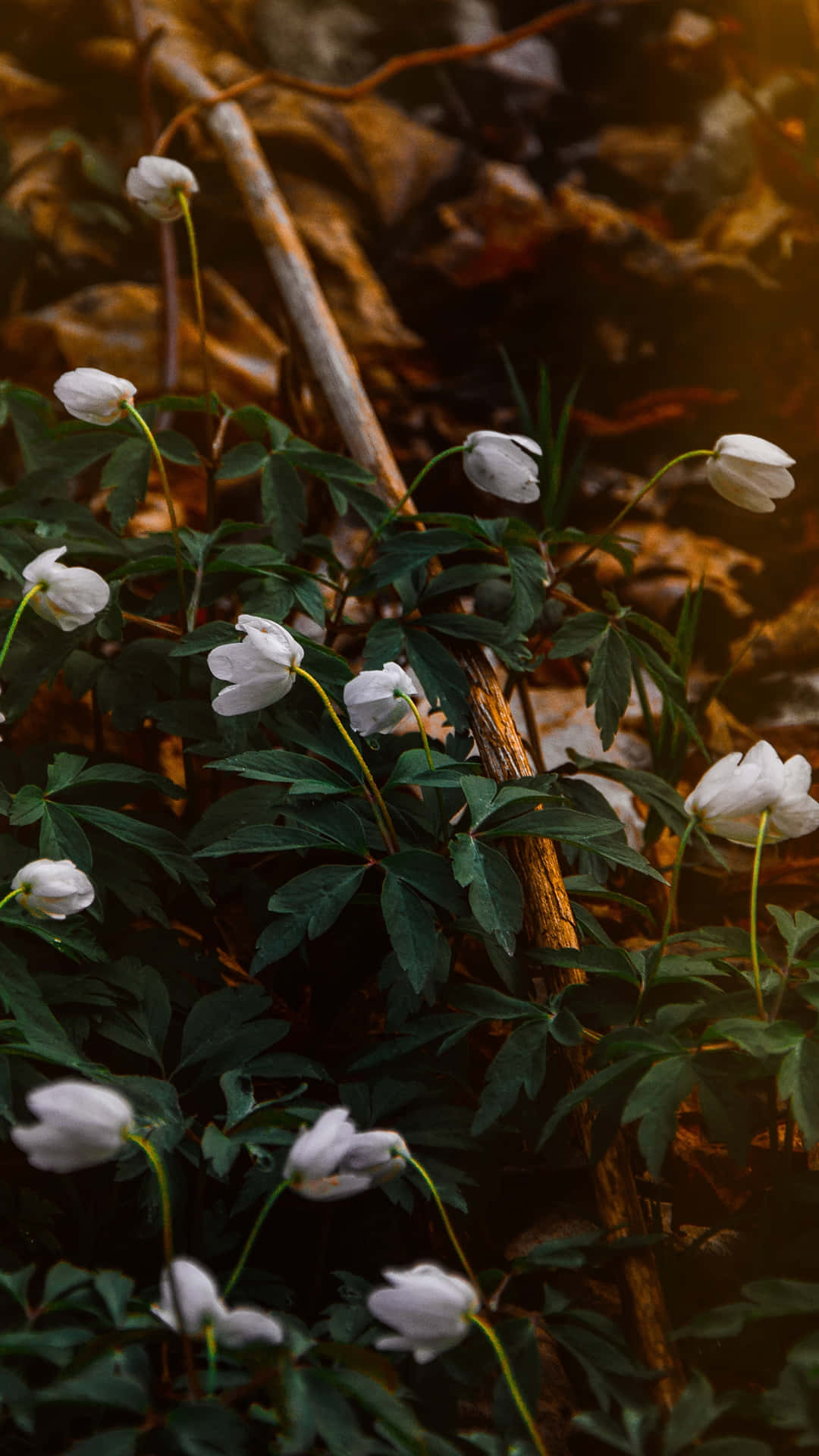 Enchanted Forest White Flowers Wallpaper