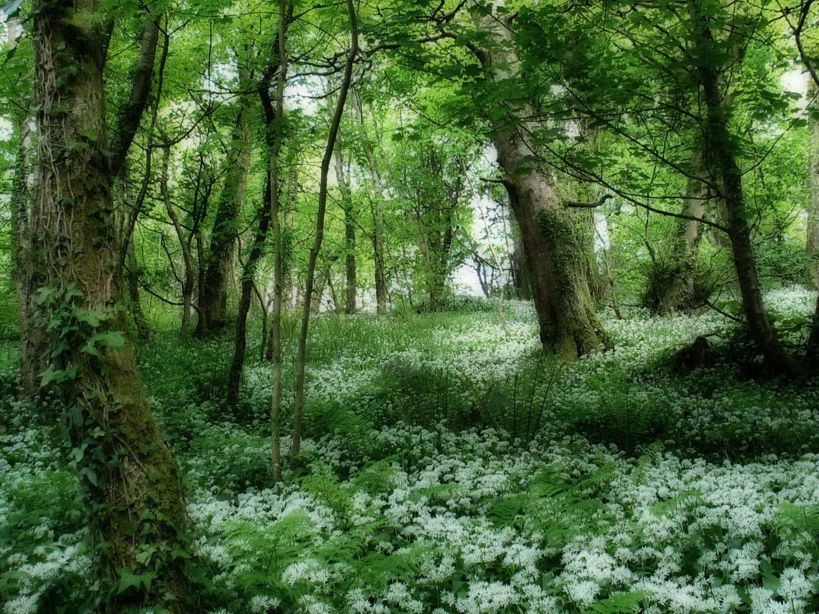 Enchanted Forest Wildflowers Glade.jpg Wallpaper
