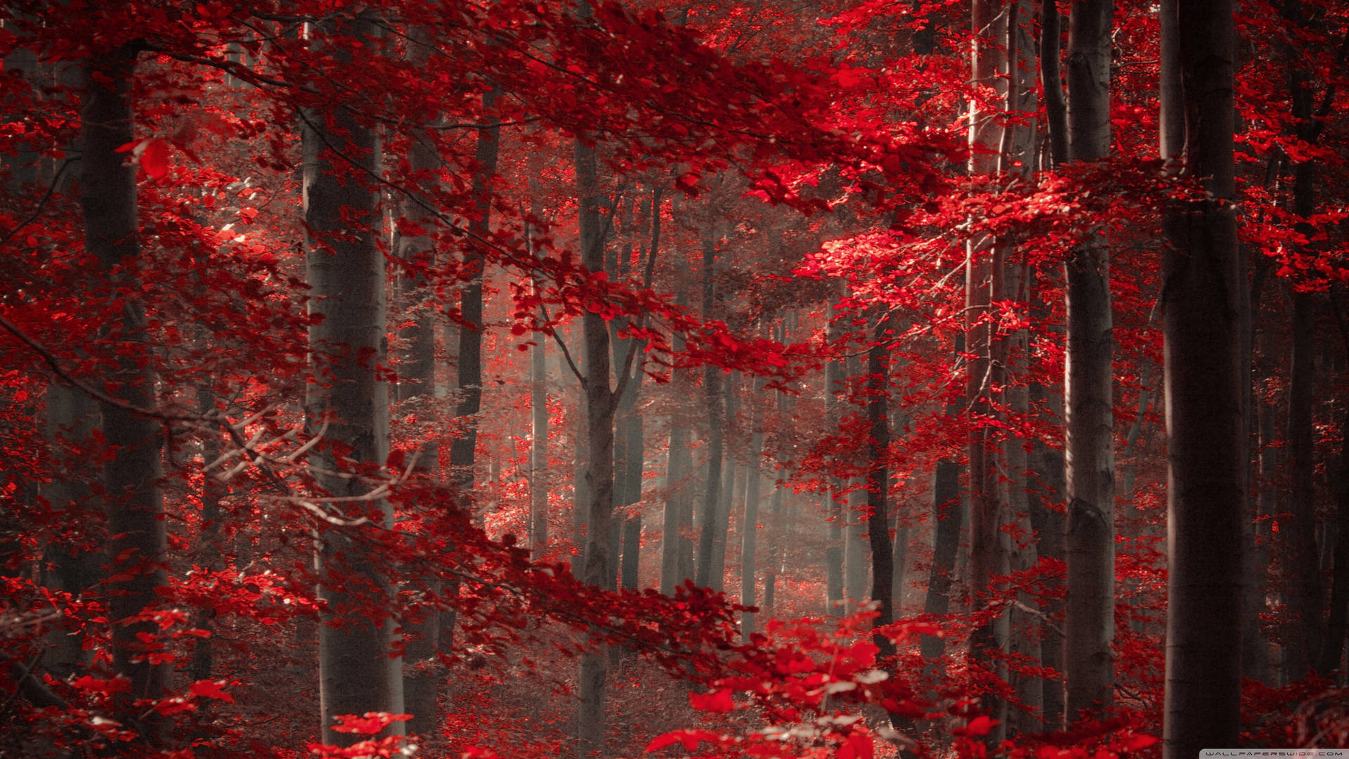 Enchanted Forest With Red Trees Wallpaper