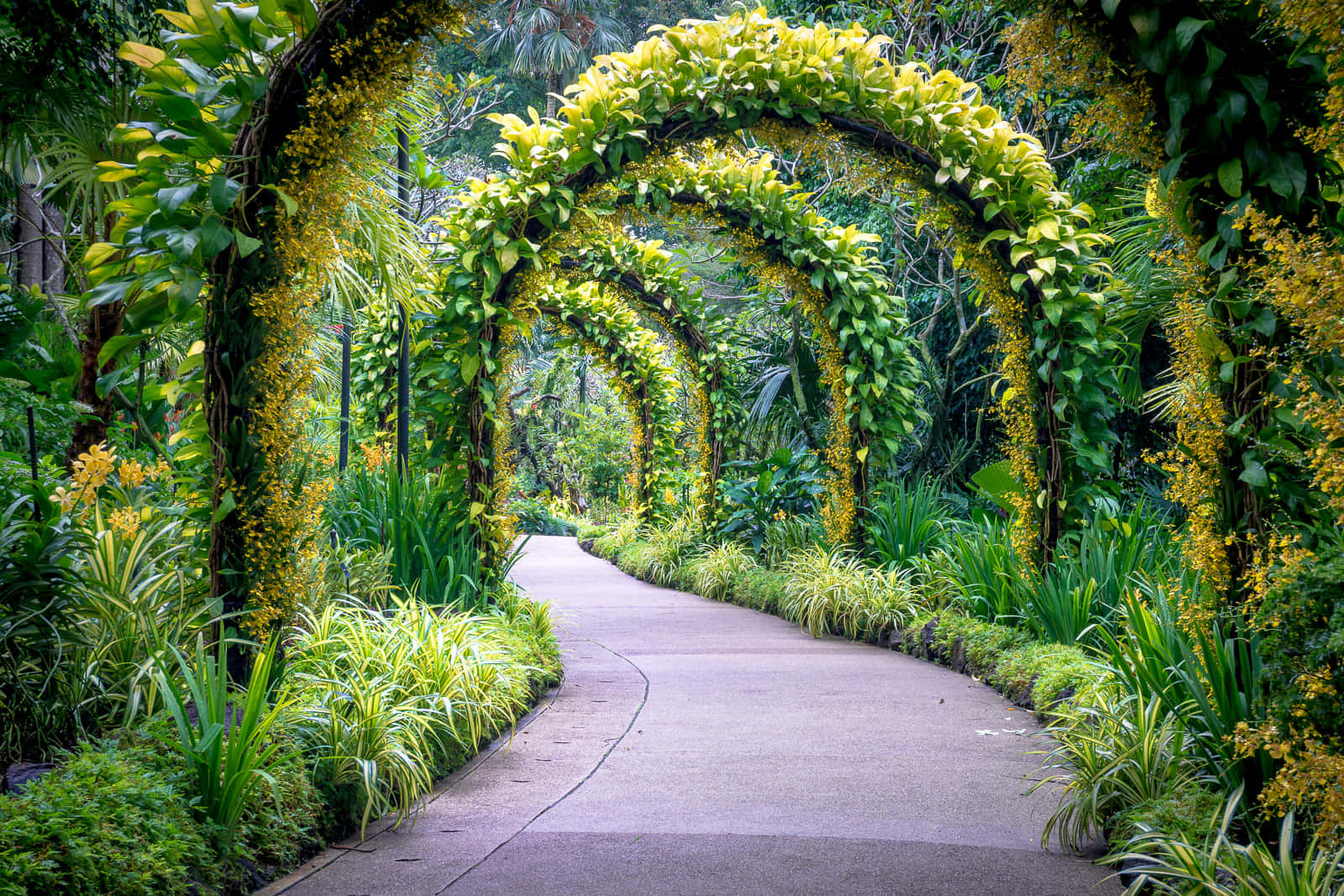 Enchanted_ Garden_ Archway_ Singapore_ Botanic_ Gardens Wallpaper