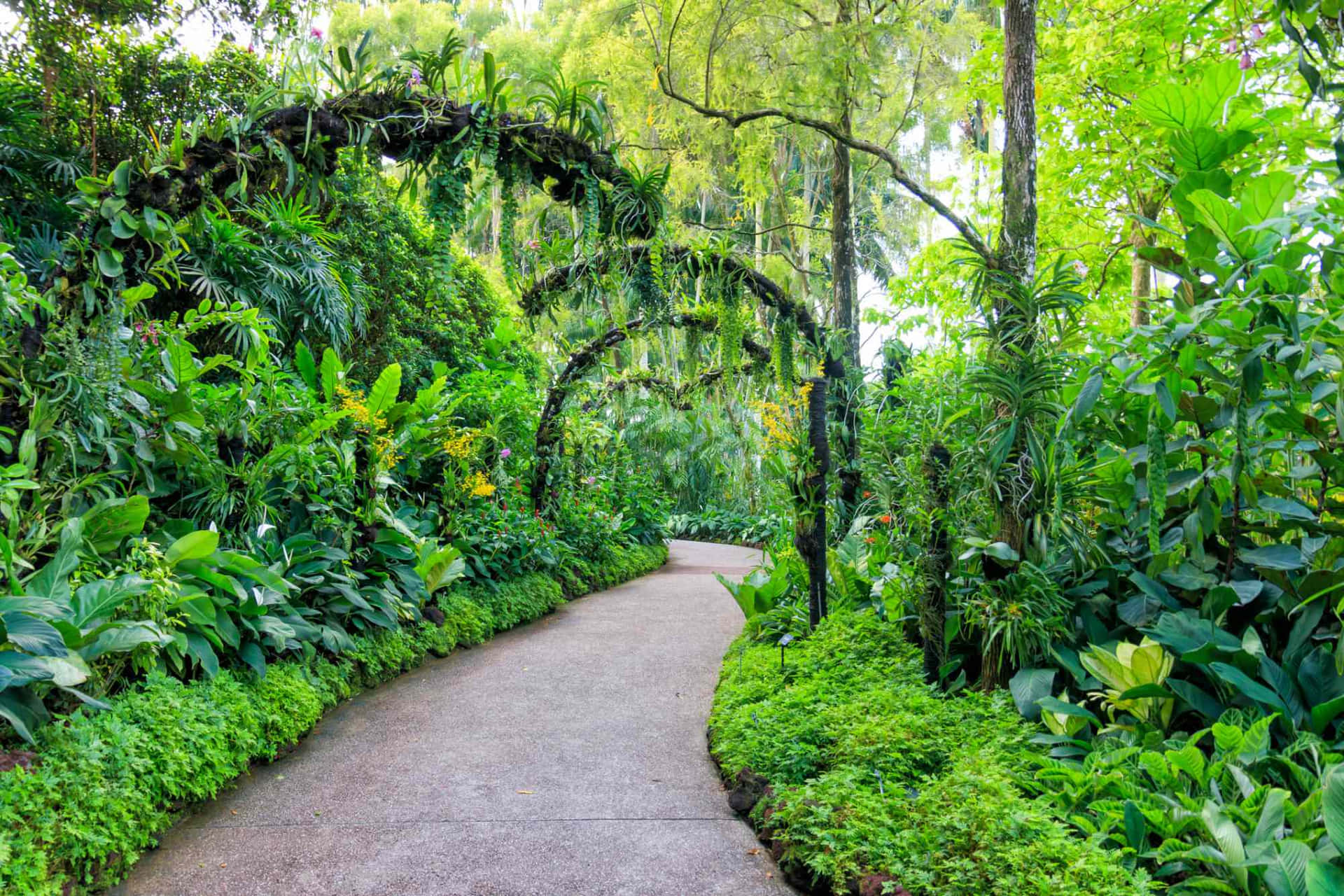 Enchanted Garden Path Singapore Botanic Gardens Wallpaper