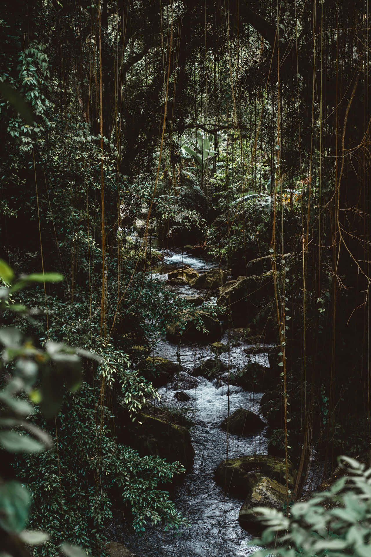 Enchanted_ Jungle_ Stream Wallpaper