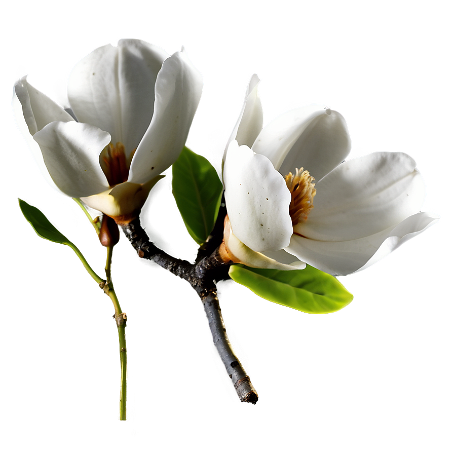 Enchanted Magnolia Flower Png Wpa PNG