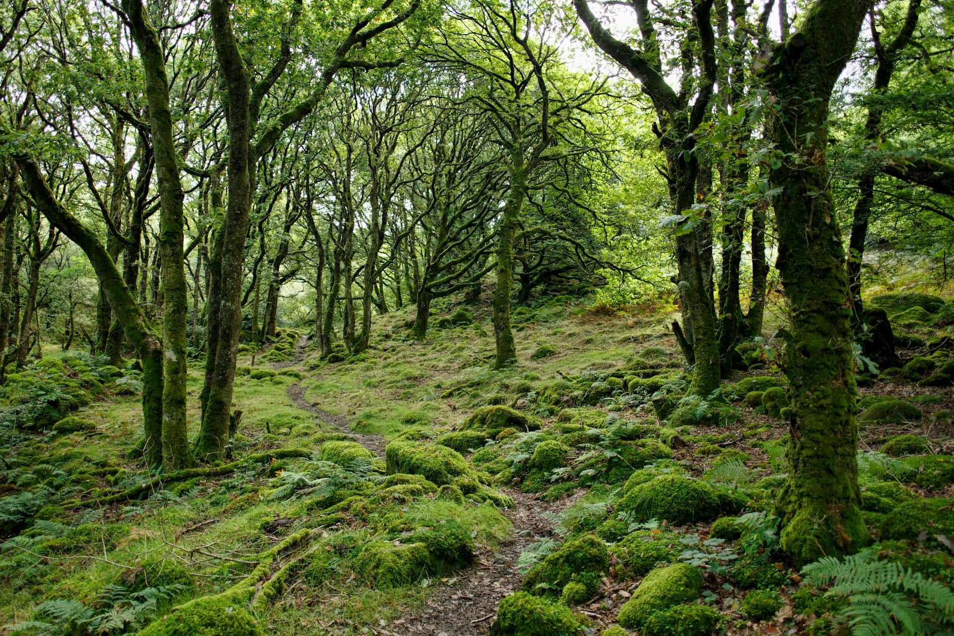 Enchanted Mossy Woodland Path Wallpaper
