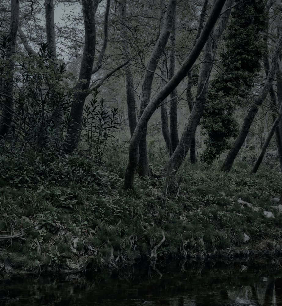 Enchanted Nocturnal Forest Scene.jpg Wallpaper