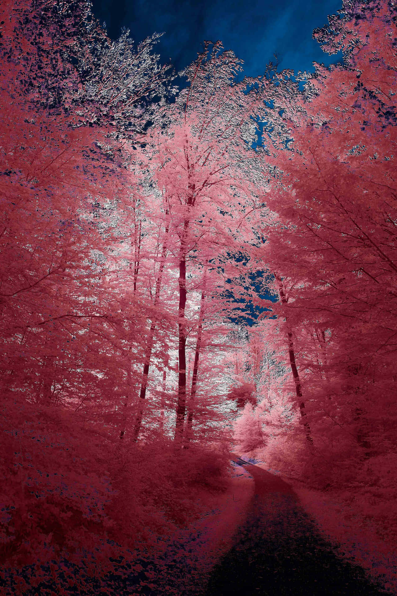 Enchanted Pink Forest Path Wallpaper