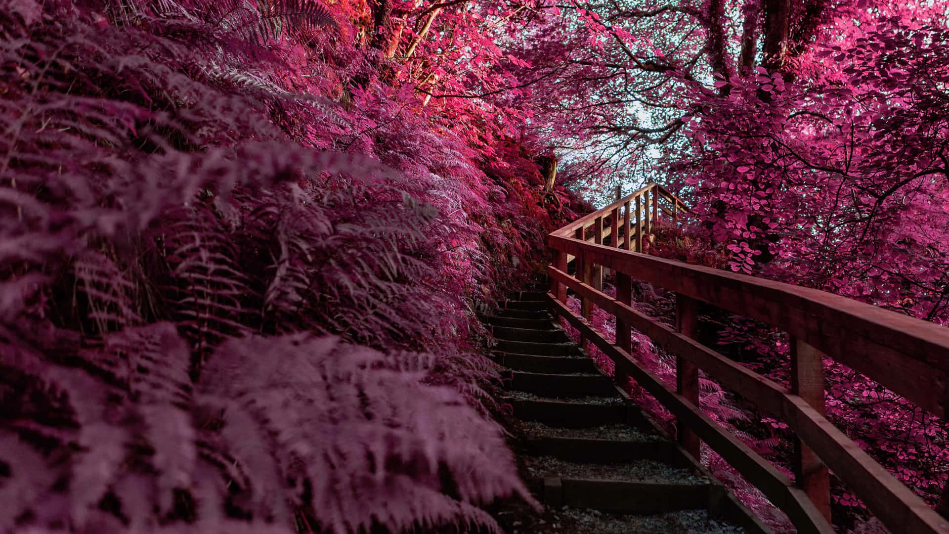 Enchanted Pink Forest Pathway Wallpaper