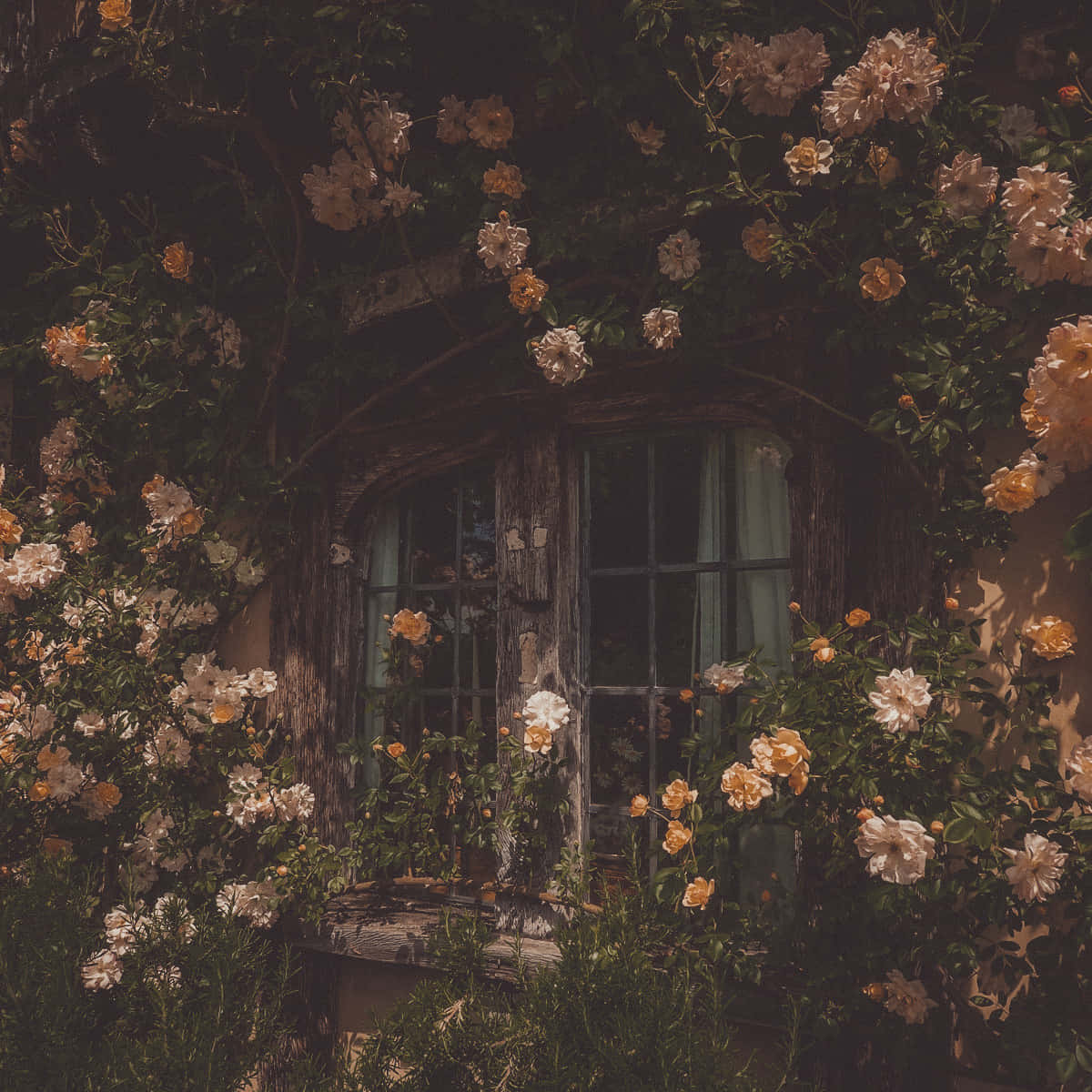 Enchanted_ Rose_ Covered_ Cottage_ Window Wallpaper