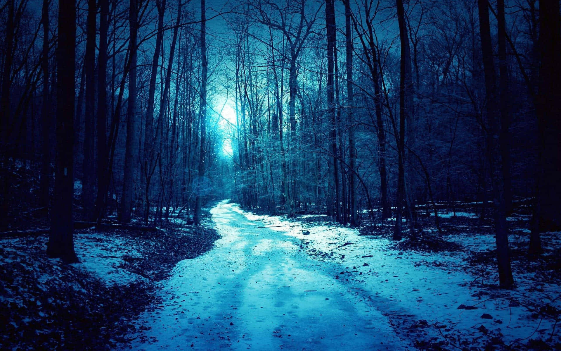Enchanted Royal Blue Forest Path Wallpaper