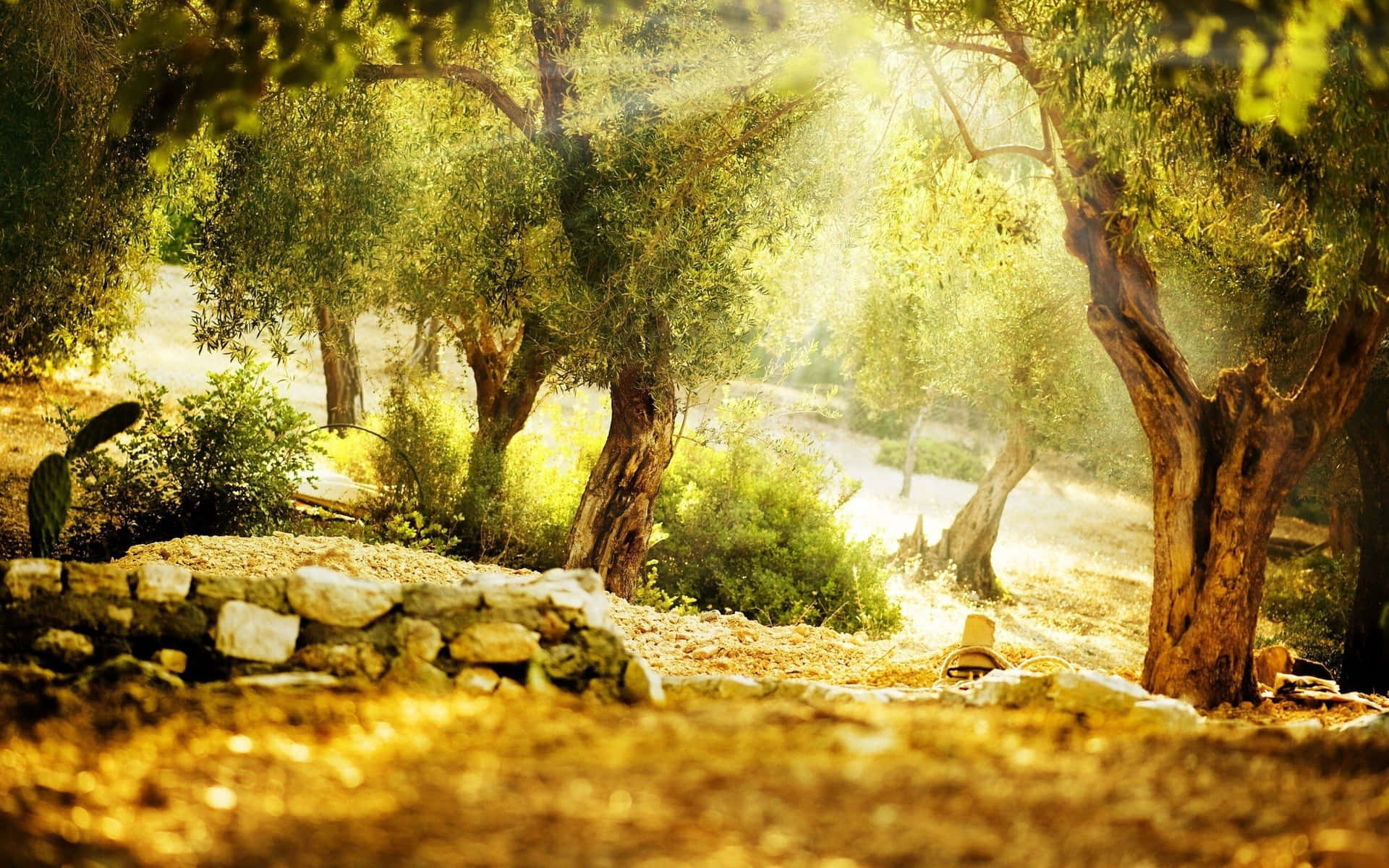 Sentier Enchanté Au Soleil Fond d'écran