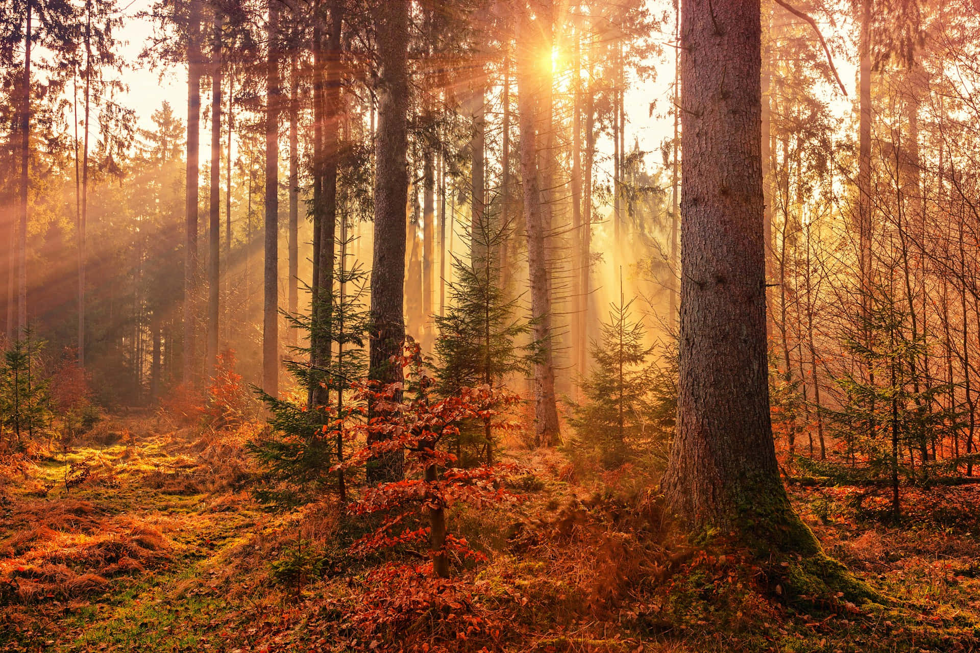 Enchanted Sunrise Forest.jpg Wallpaper