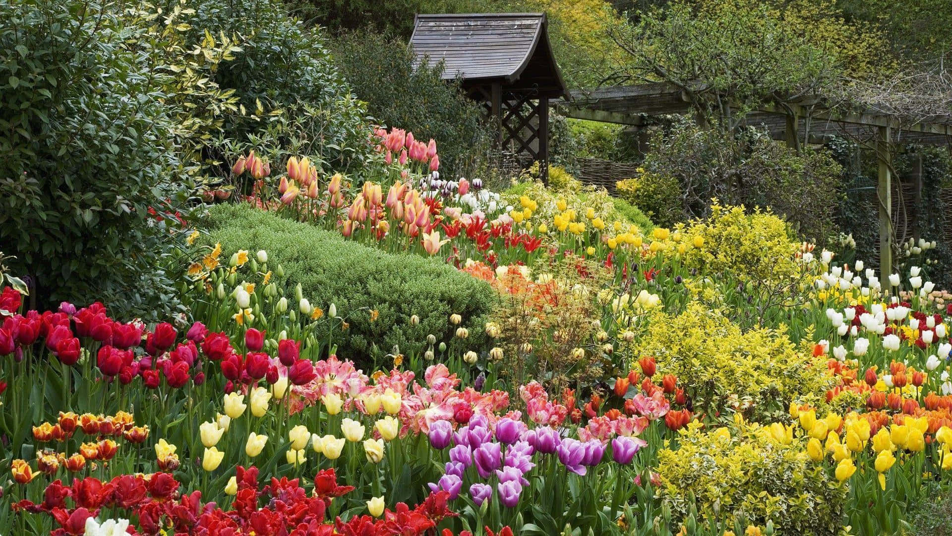 Jardin_ De_ Tulipes_ Enchanté_ Avec_ Gazebo_ En_ Bois Fond d'écran