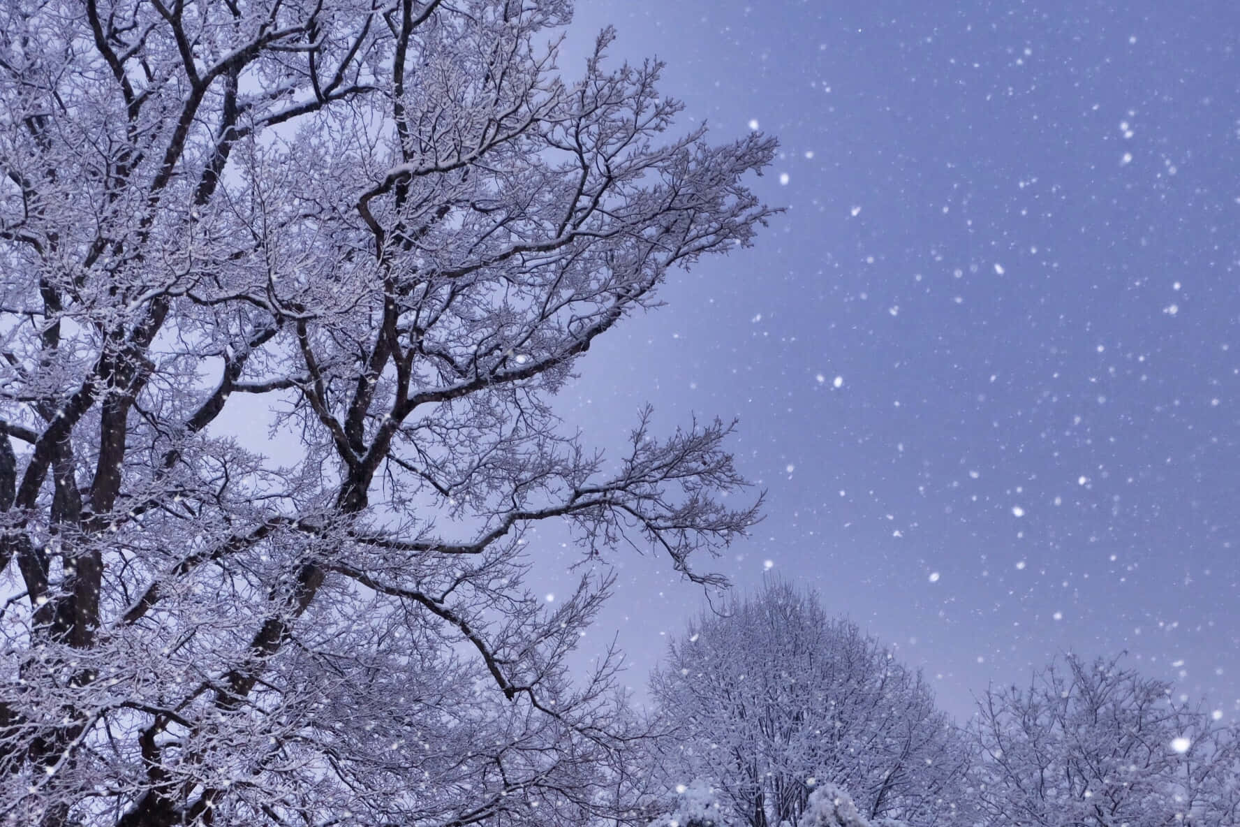 Enchanted_ Winter_ Evening_ Snowfall Wallpaper
