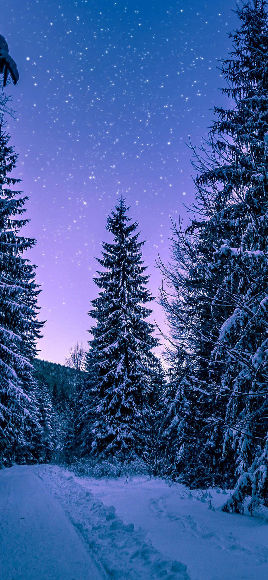 Enchanted_ Winter_ Forest_ Path Wallpaper