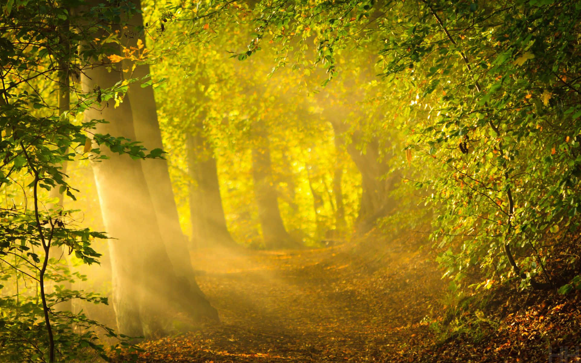 Enchanting Forest Pathway Wallpaper