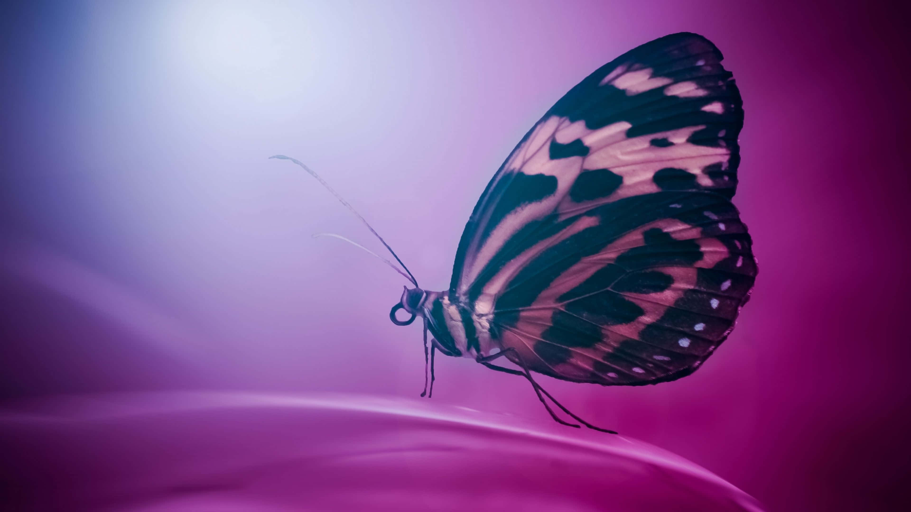 Enchanting 4k Image Of A Butterfly Wallpaper