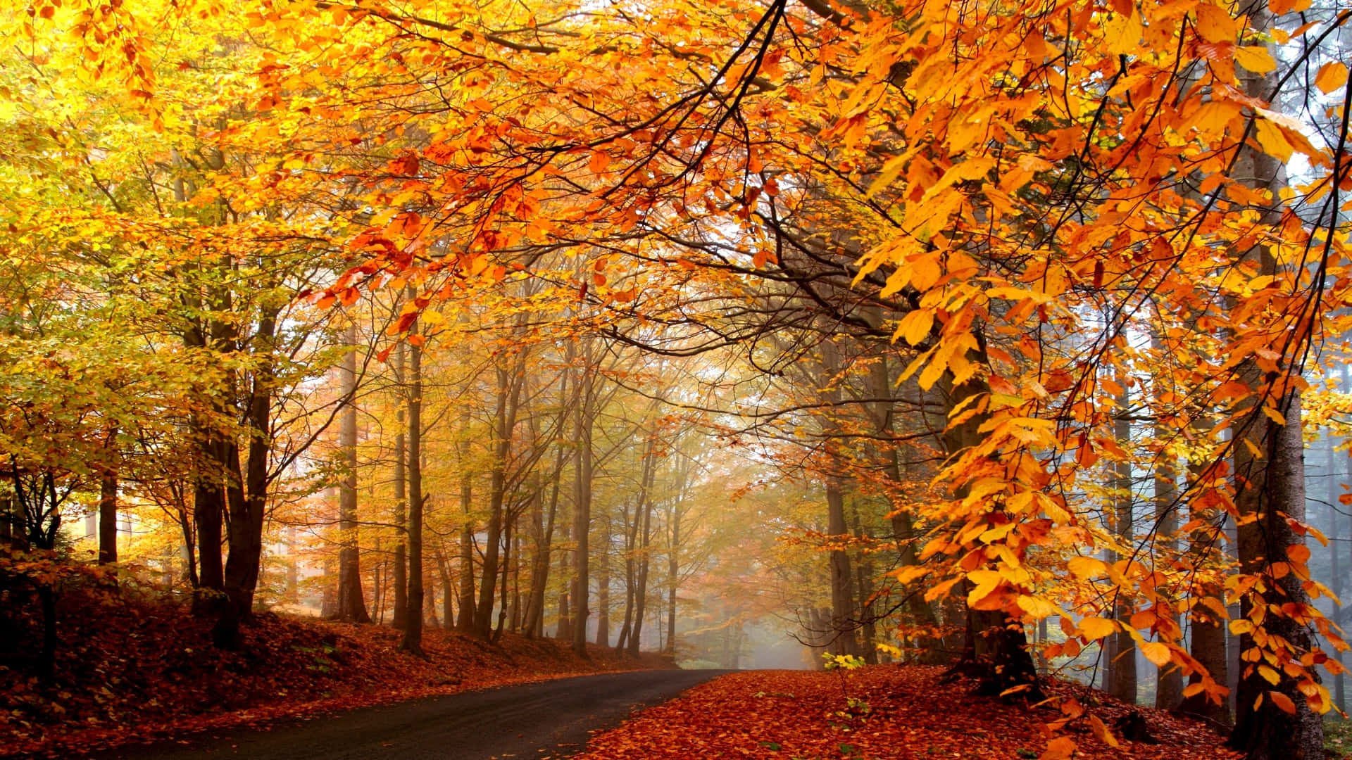 Enchanting Array Of Colorful Trees Wallpaper