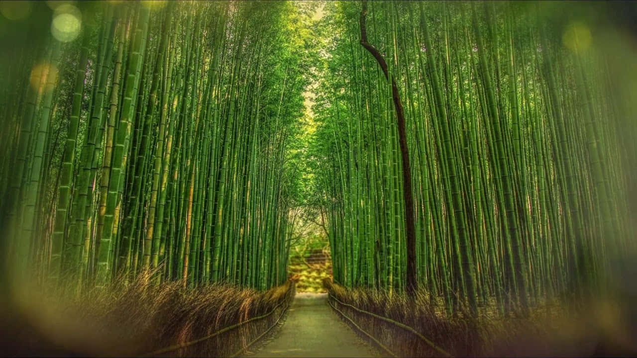 Enchanting Bamboo Forest Path H D Wallpaper