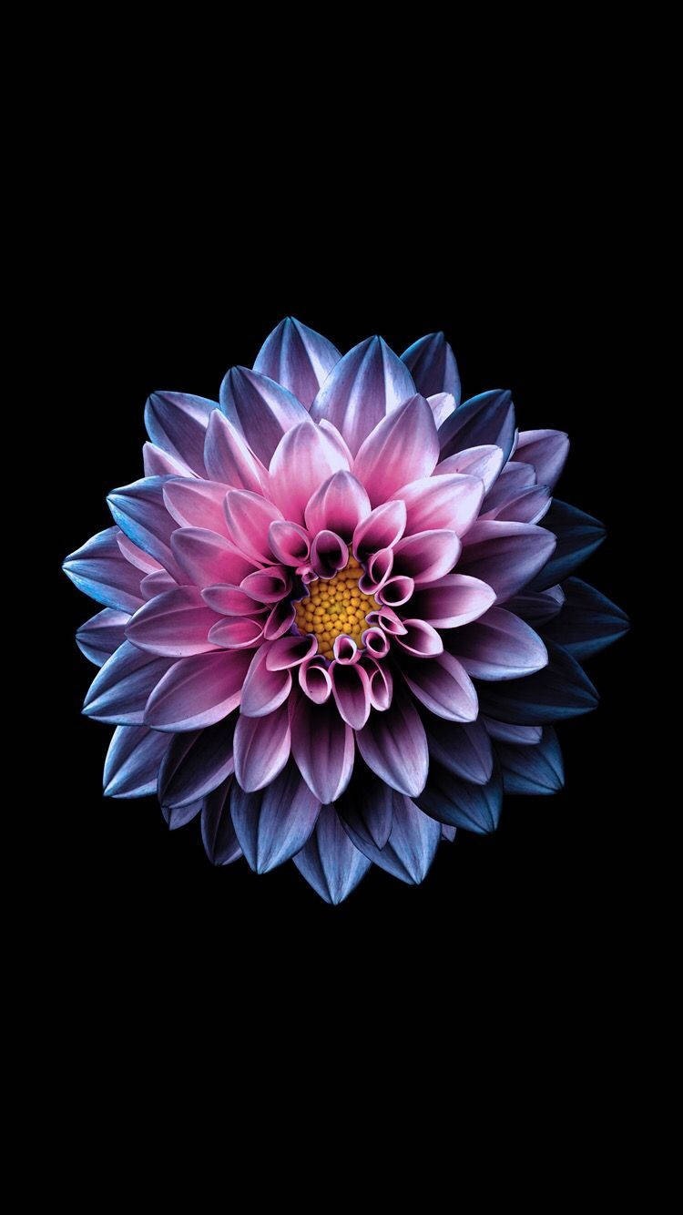 Enchanting Bloom - Full Screen 4k Flower Image Wallpaper
