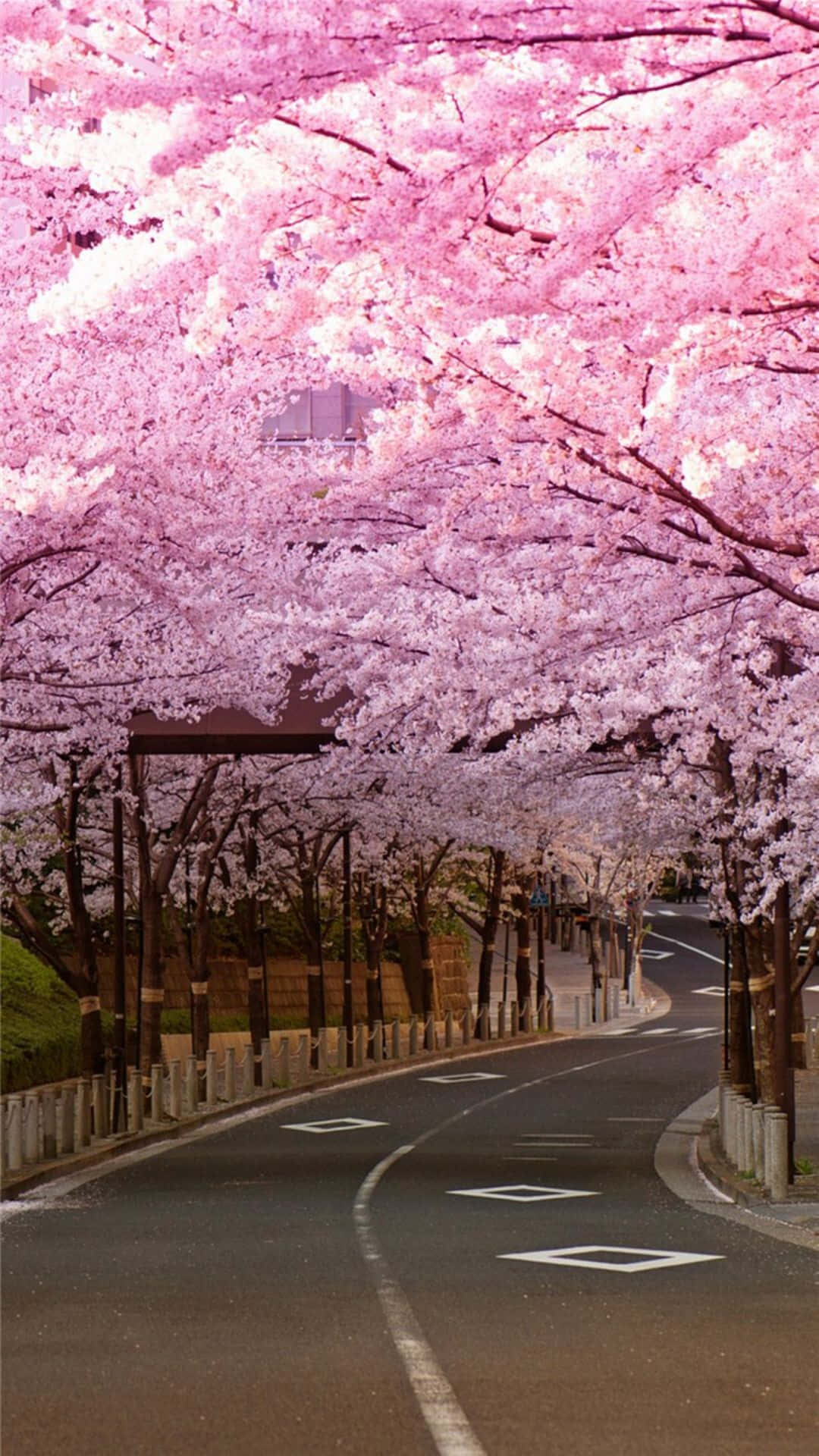 Enchanting Cherry Blossom Trees