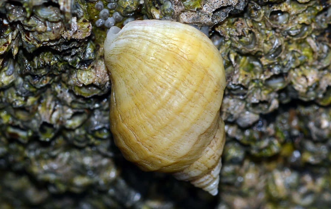 Enchanting Close-up Of A Whelk Seashell Wallpaper
