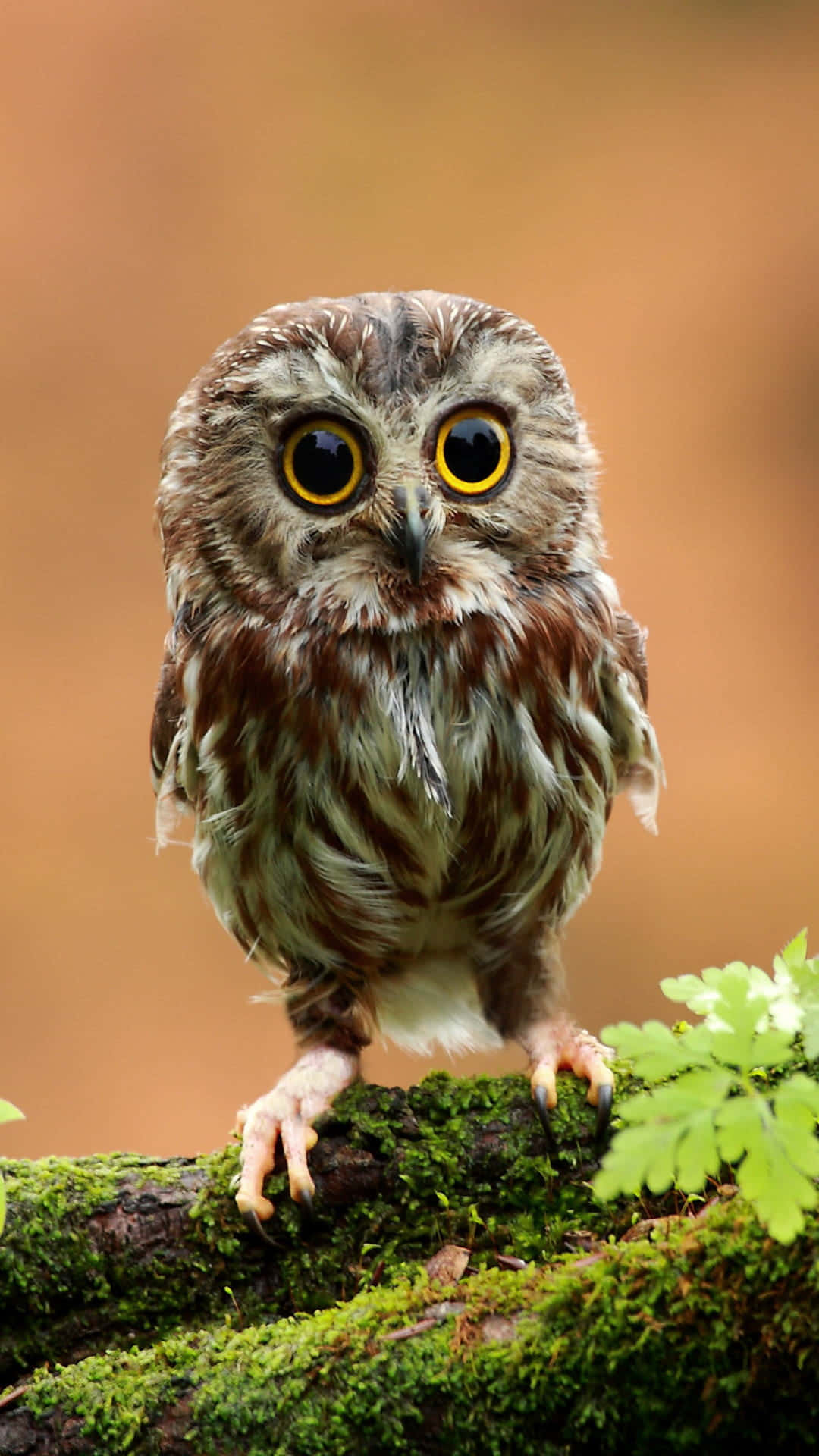Enchanting Gaze Of A Beautiful Owl