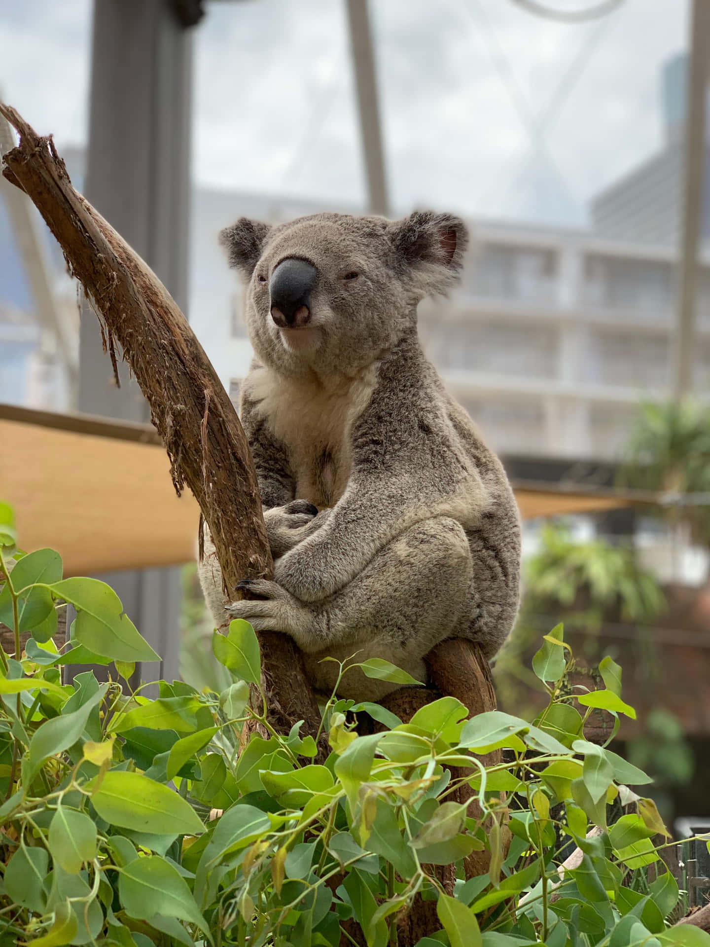 Enchanting Glimpse Of A Koala