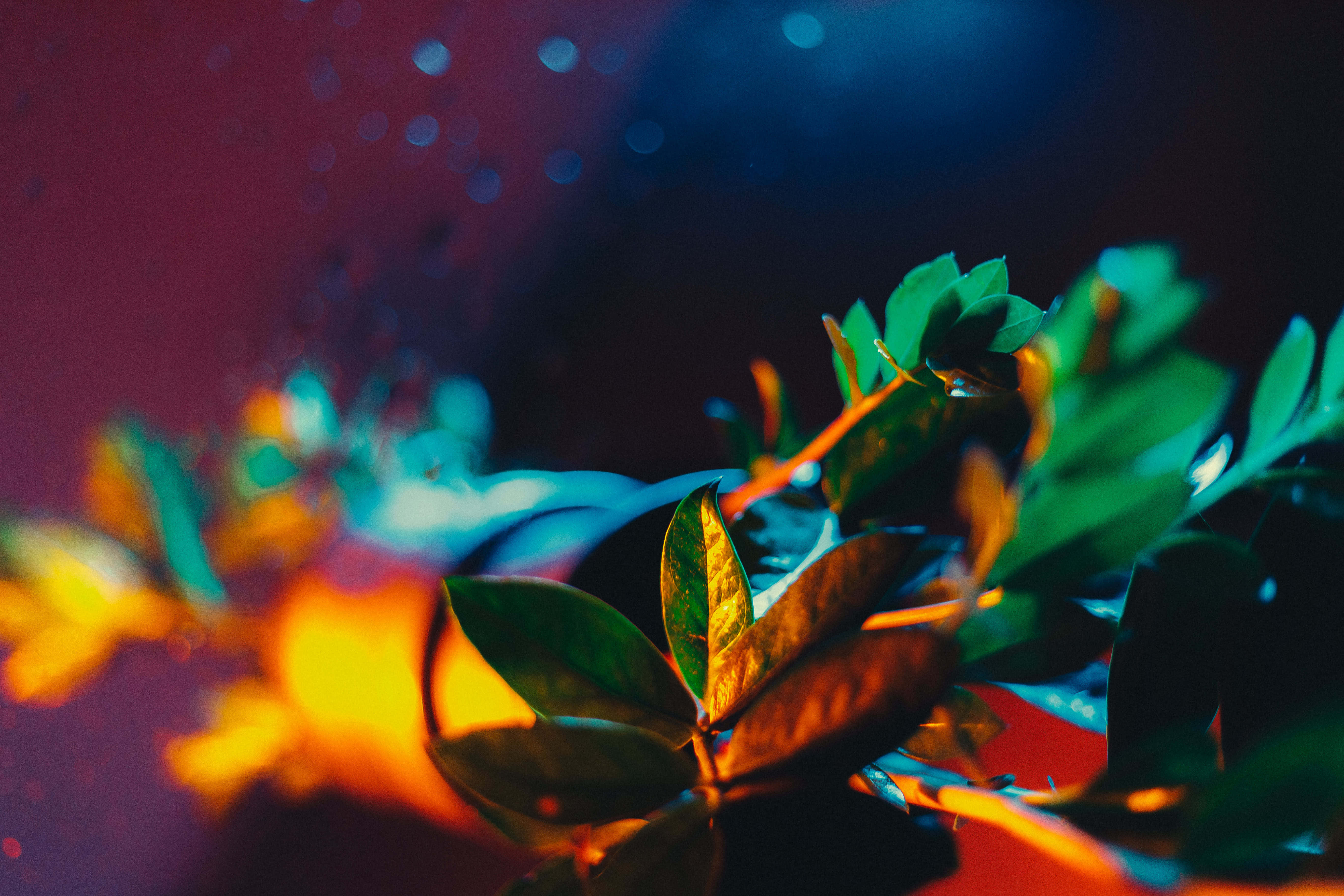 Enchanting Glow Of Neon Plants Wallpaper