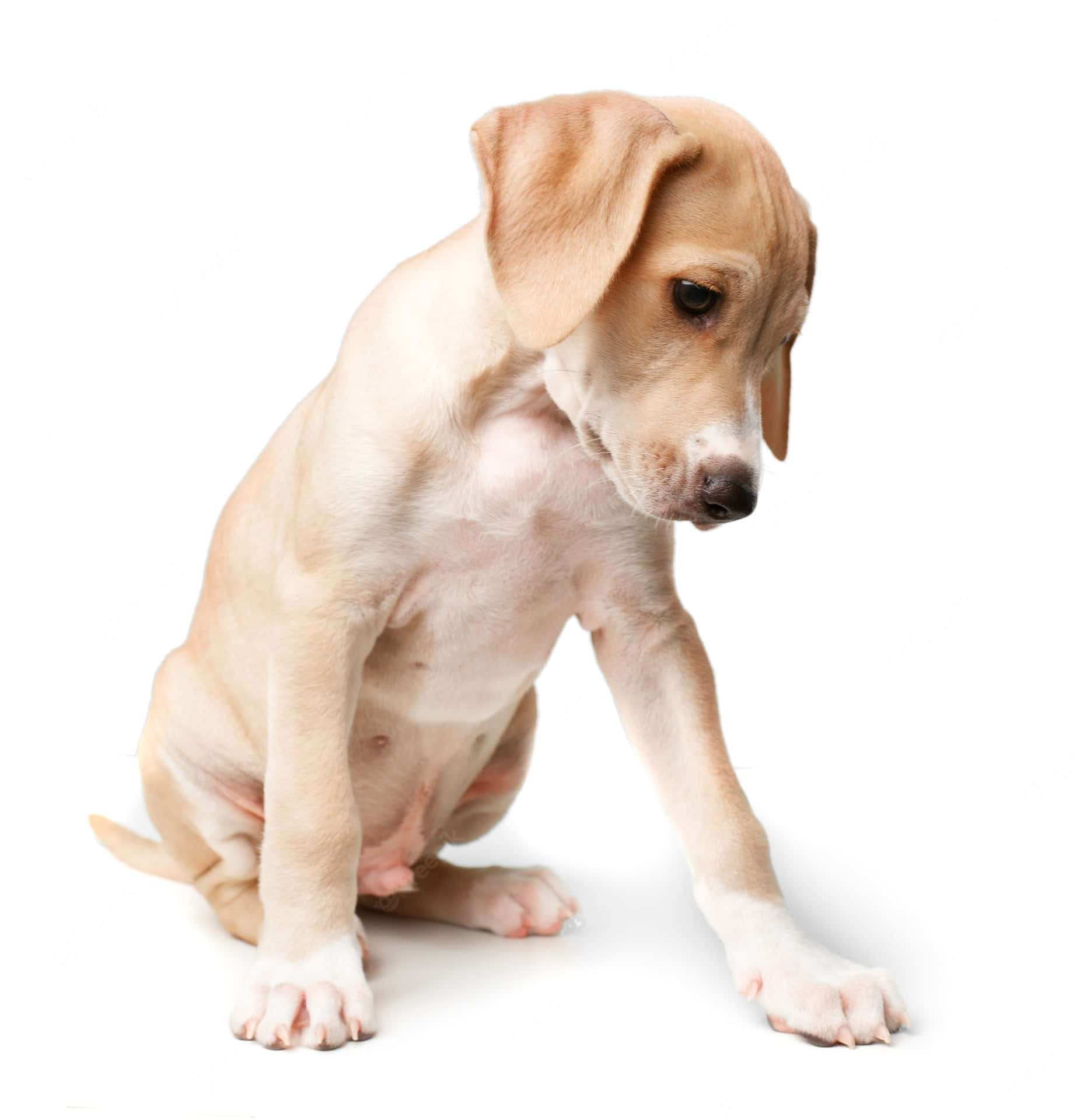 Enchanting Short-haired Dog In A Blissful Outdoor Setting Wallpaper