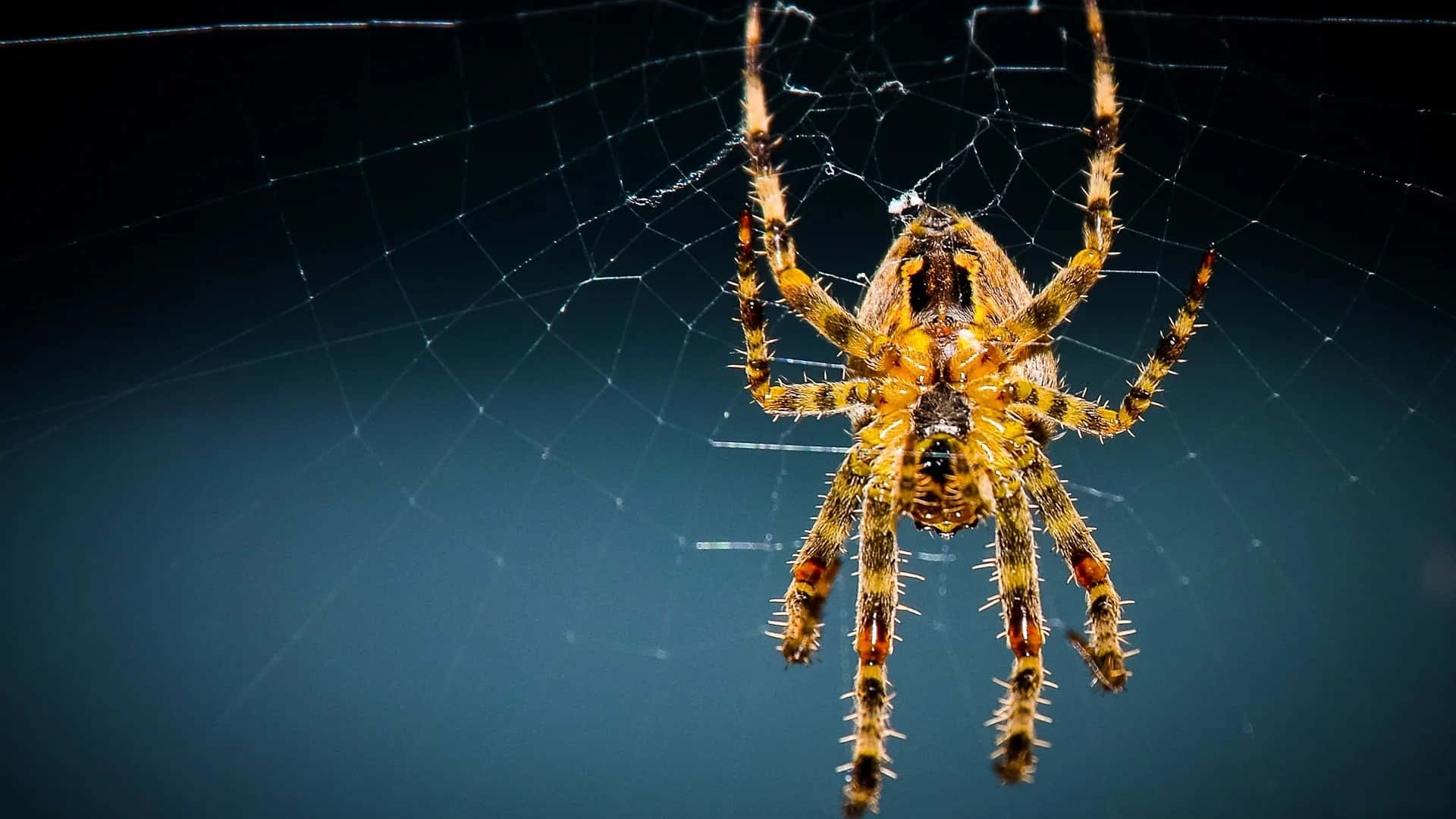 Enchanting Spider On A Web