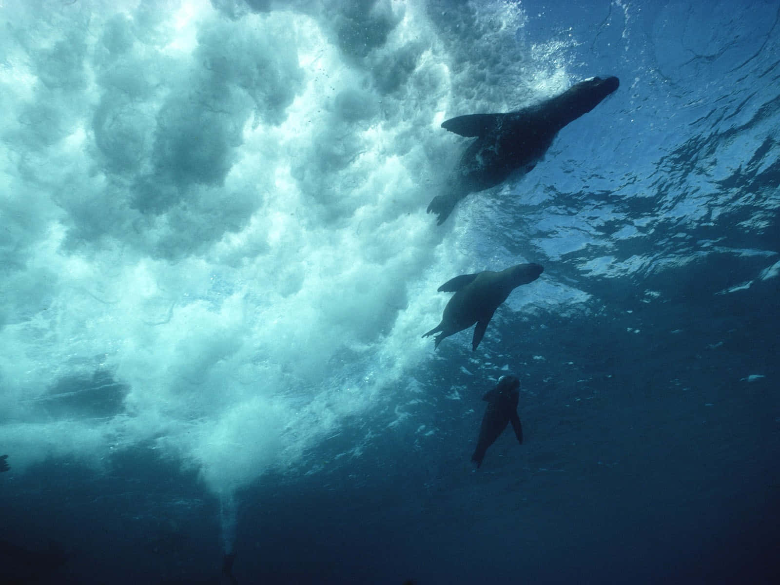 Förtrollandetre Delfiner Från Galapagosöarna Wallpaper