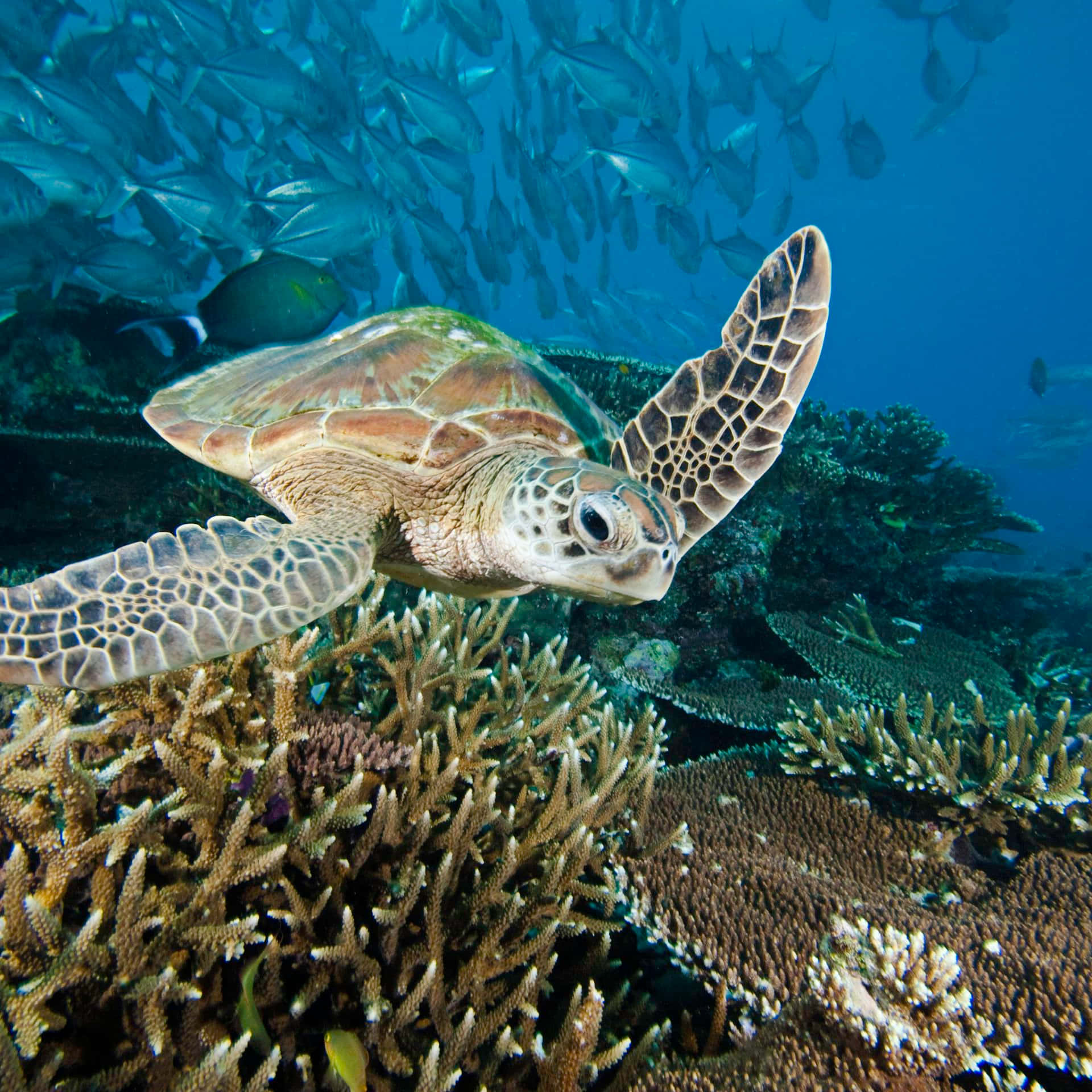 Enchanting Underwater Realm - Ocean Conservation Wallpaper