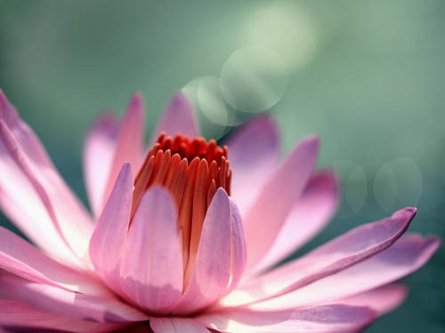 Enchanting Water Lily Blooming In A Serene Pond Wallpaper