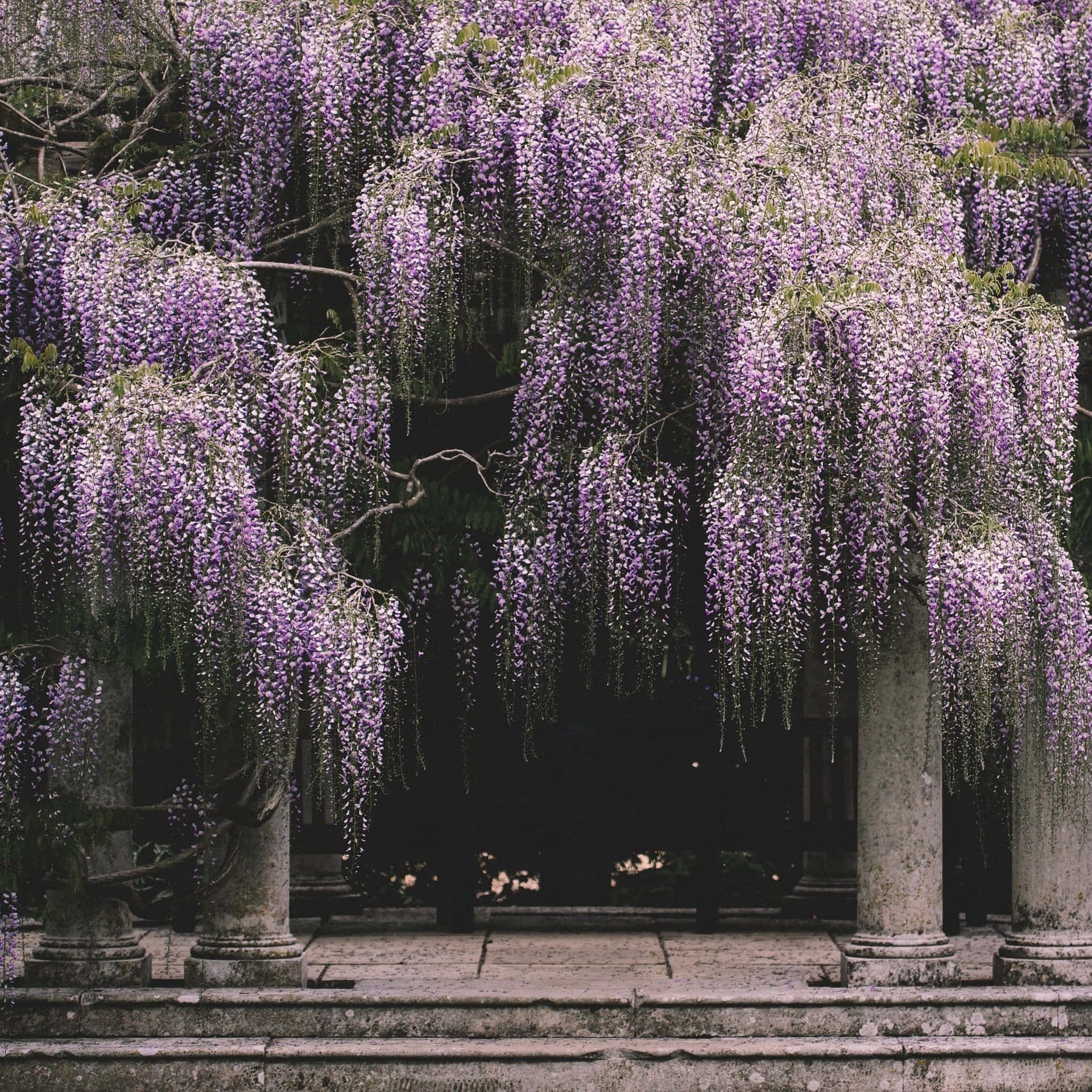 Enchanting Wisteria Cascade Wallpaper