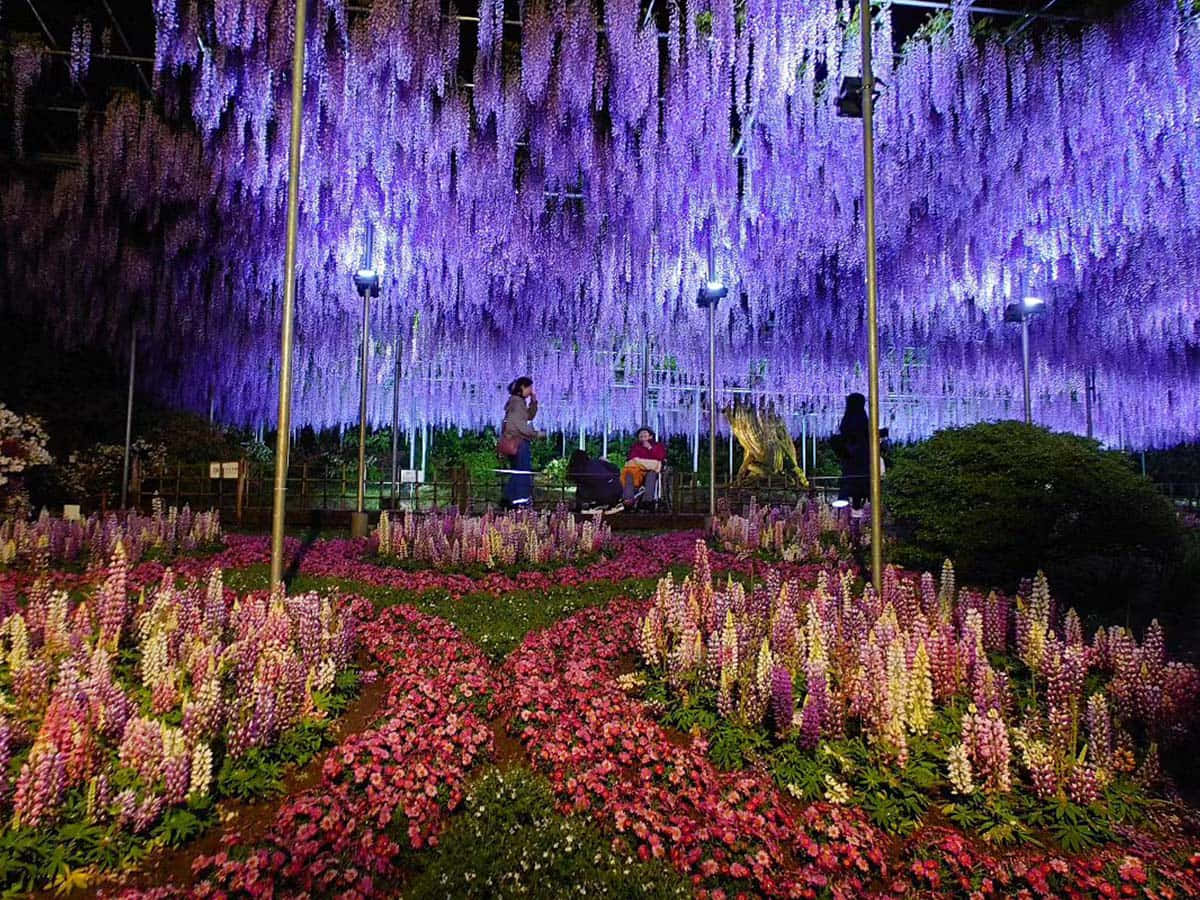 Betoverend Wisteria Tuin Nachtzicht Achtergrond