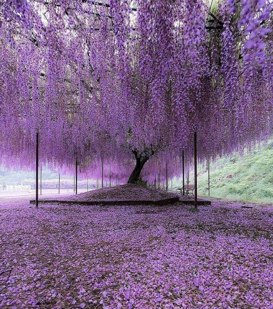 Betoverend Wisteria Boom Canopy Achtergrond