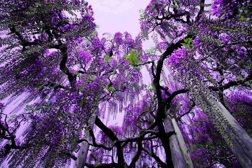 Enchanting Wisteria Tunnel Wallpaper